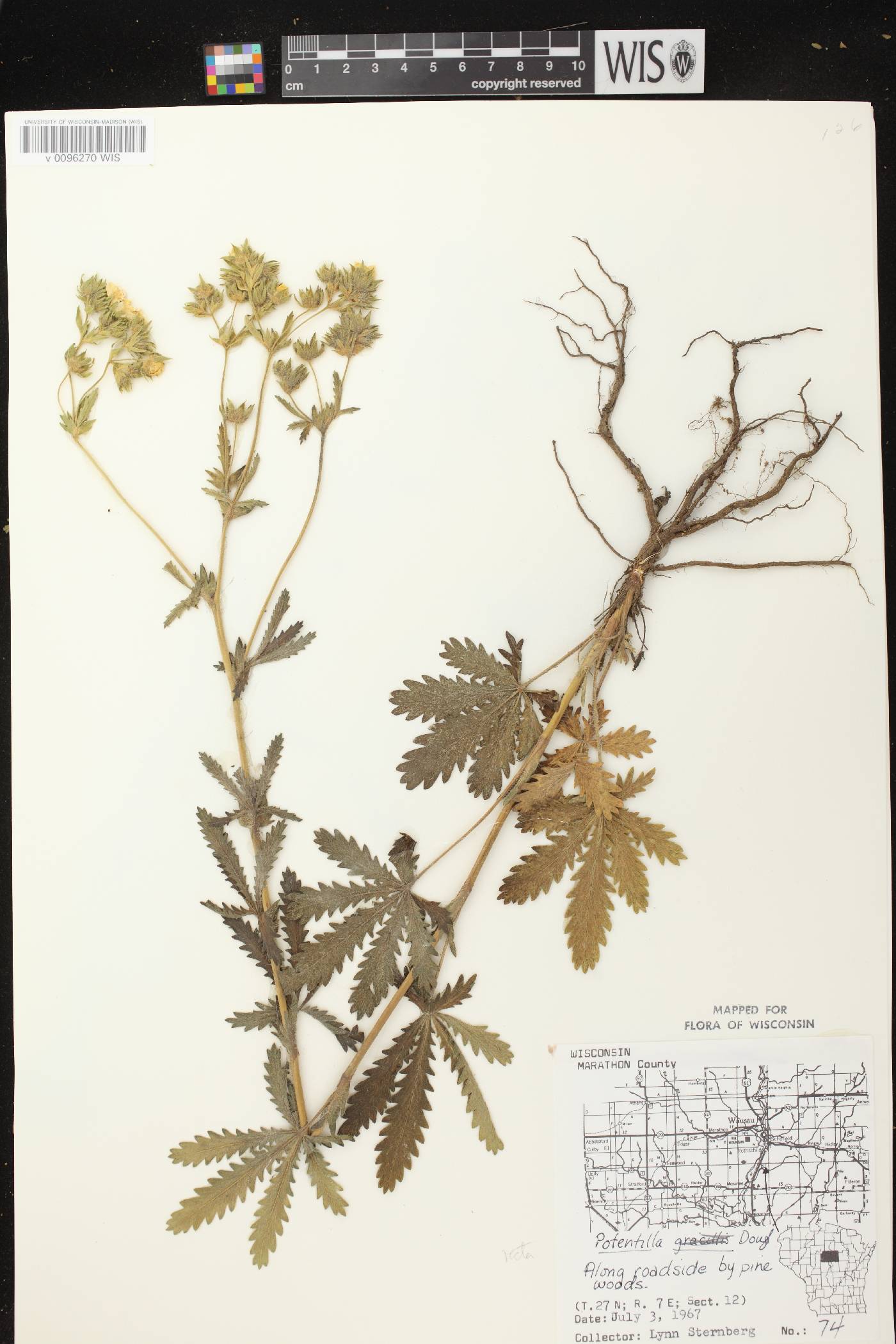 Potentilla recta image