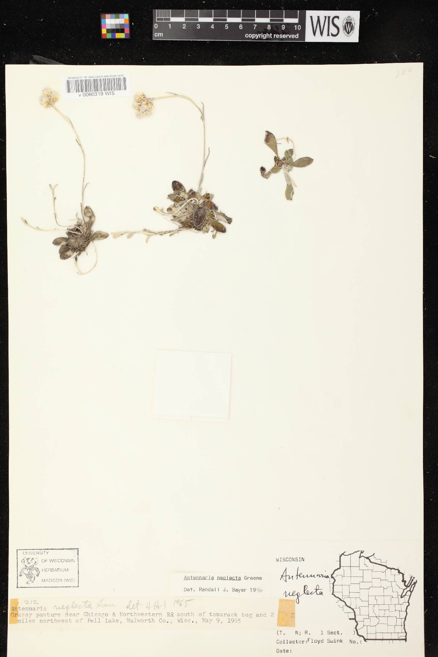 Antennaria neglecta image