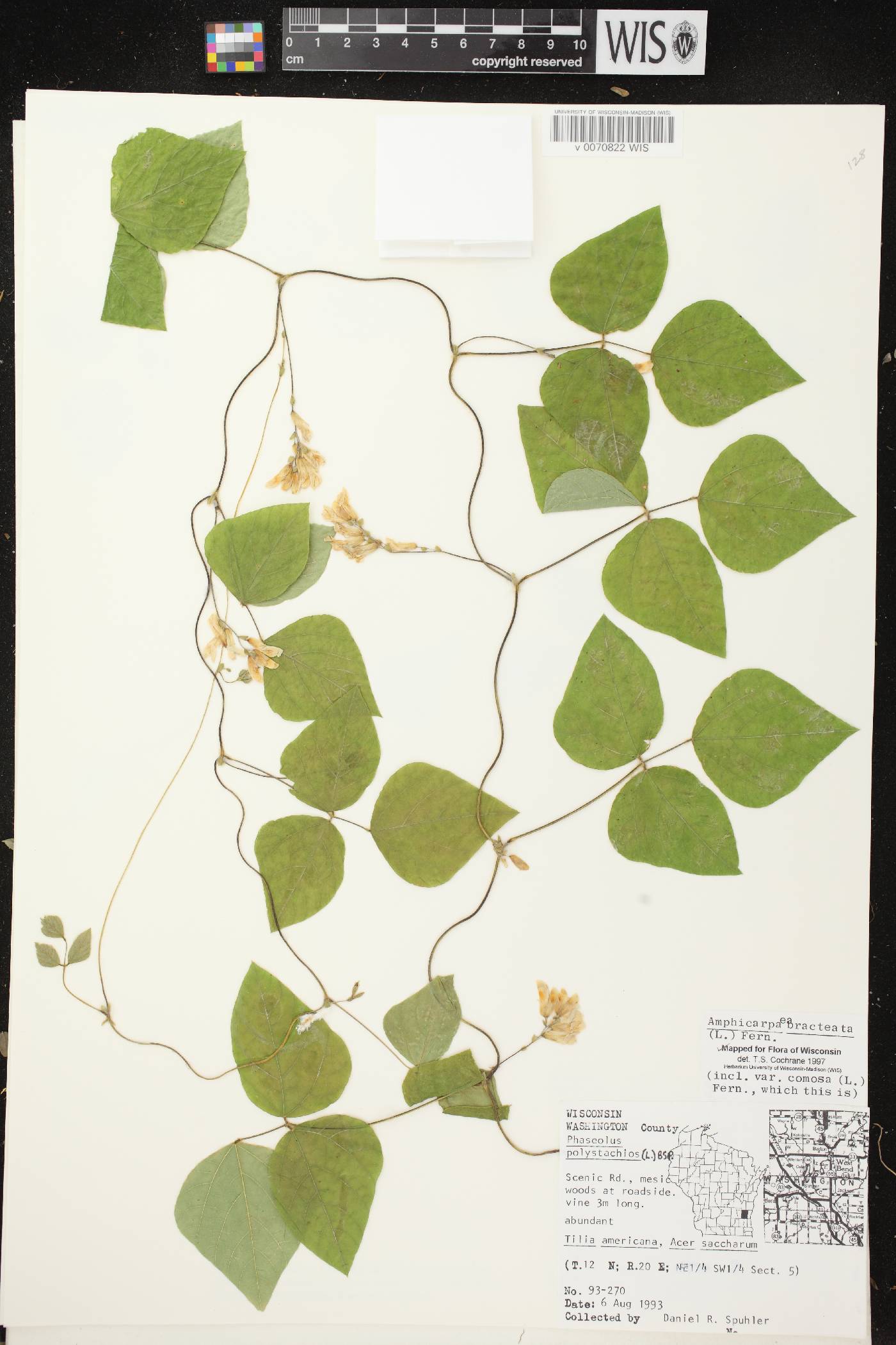 Amphicarpaea bracteata image