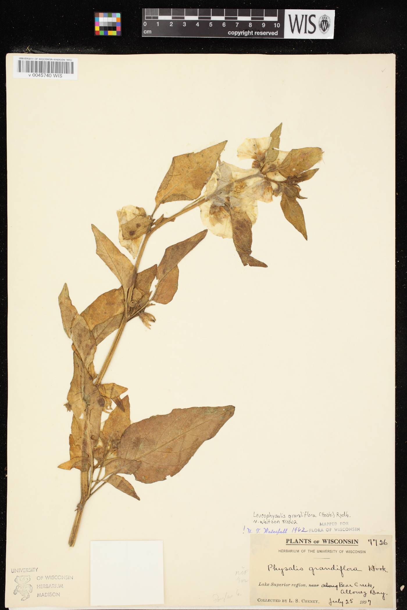 Leucophysalis grandiflora image