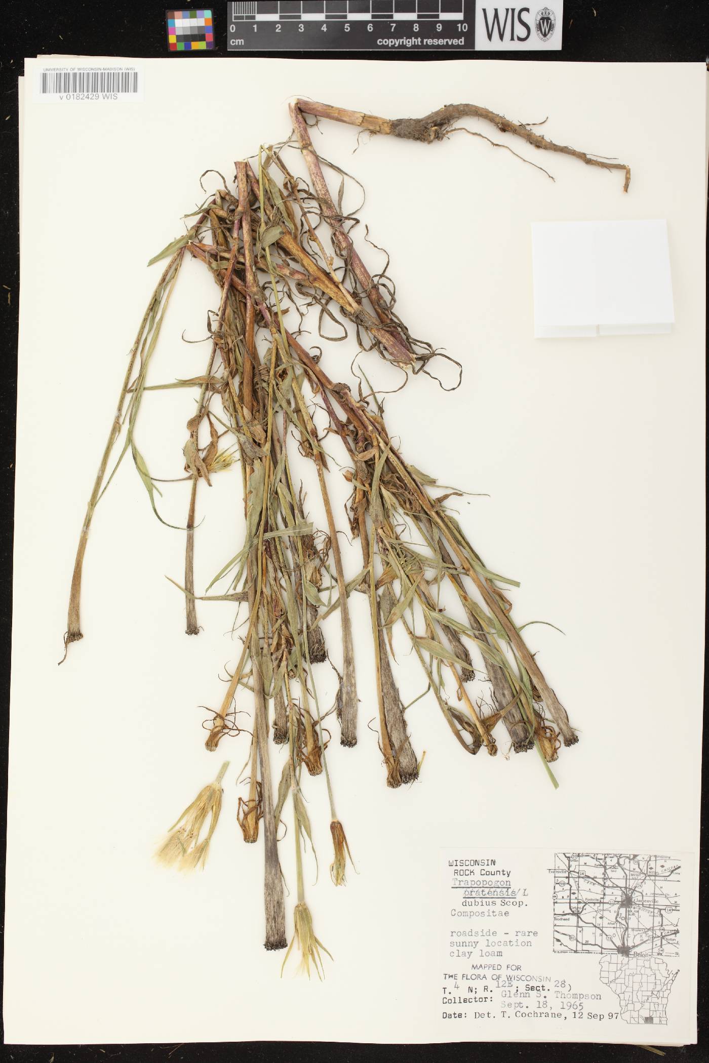 Tragopogon dubius image