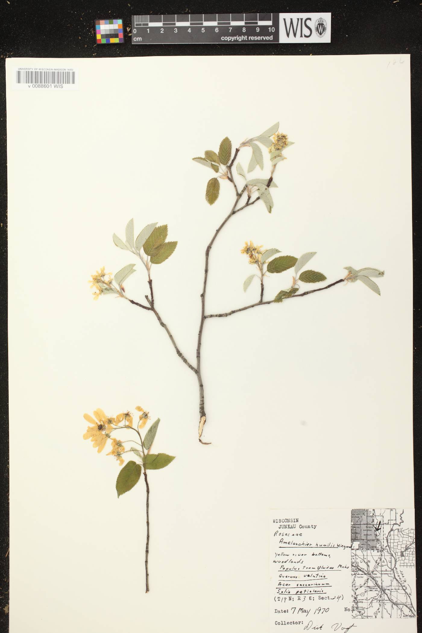 Amelanchier sanguinea image