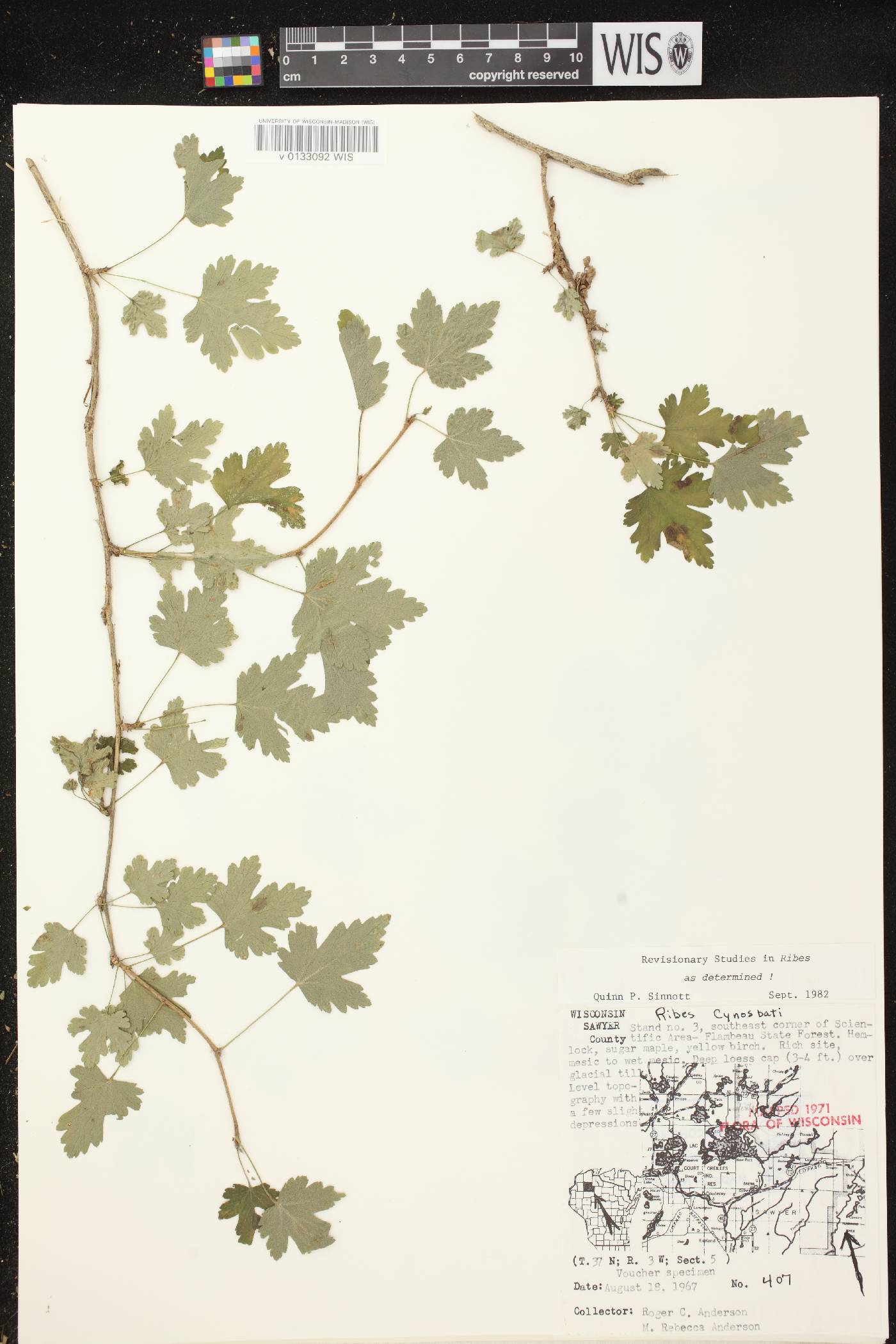 Ribes cynosbati image
