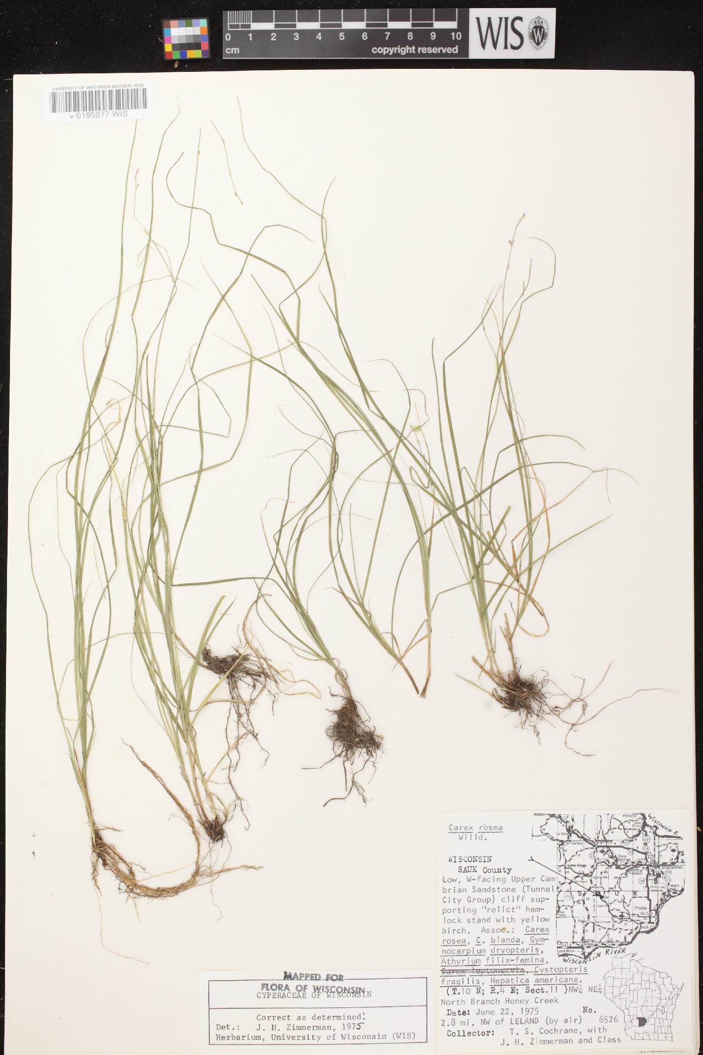 Carex radiata image