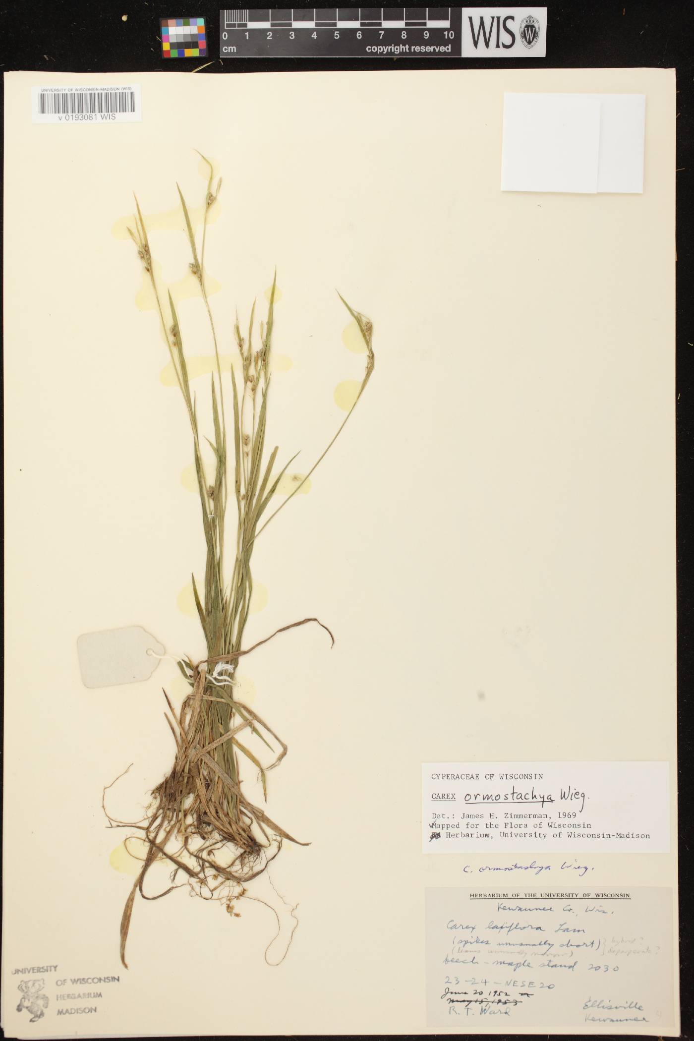 Carex ormostachya image