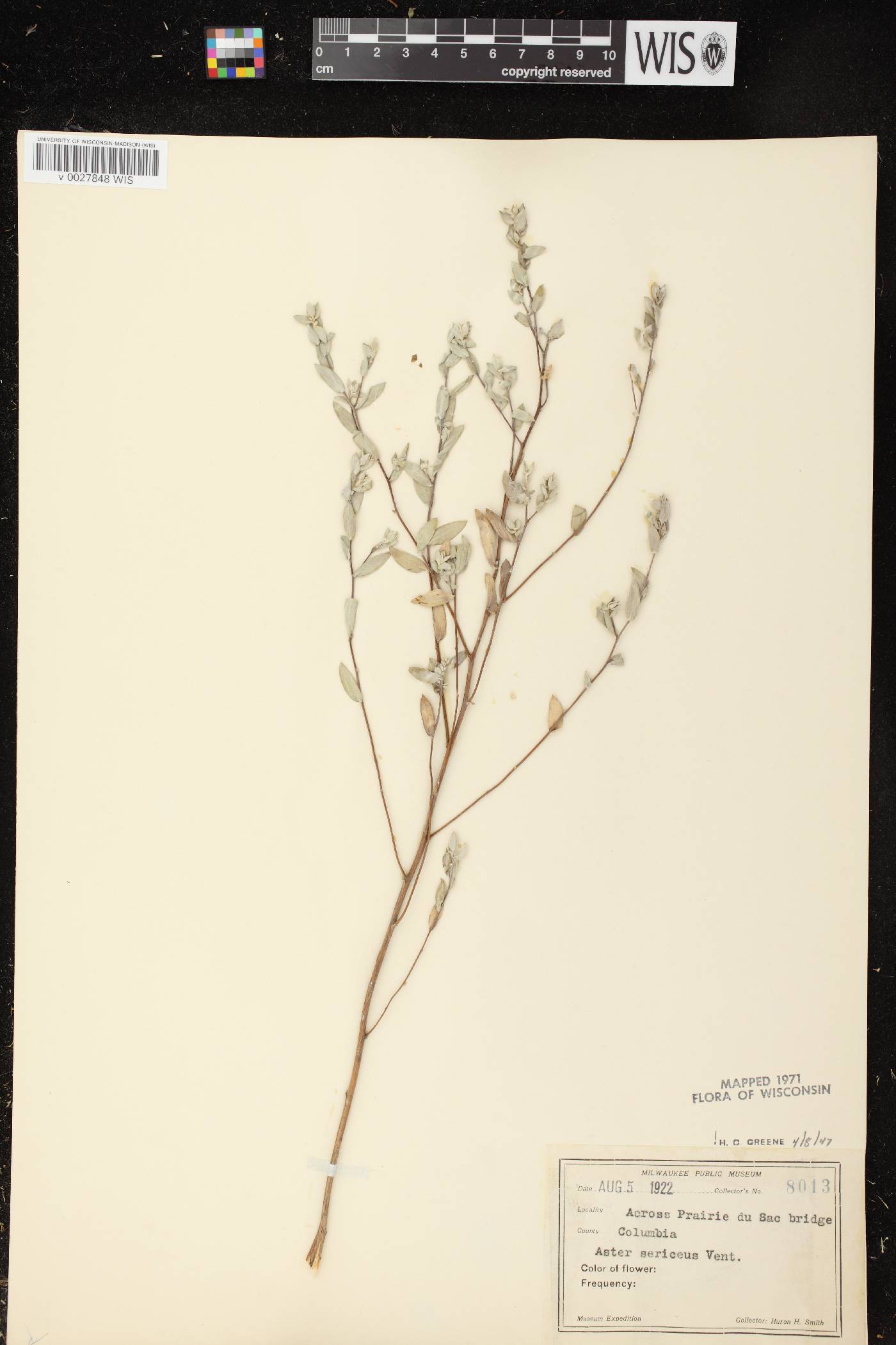 Symphyotrichum sericeum image