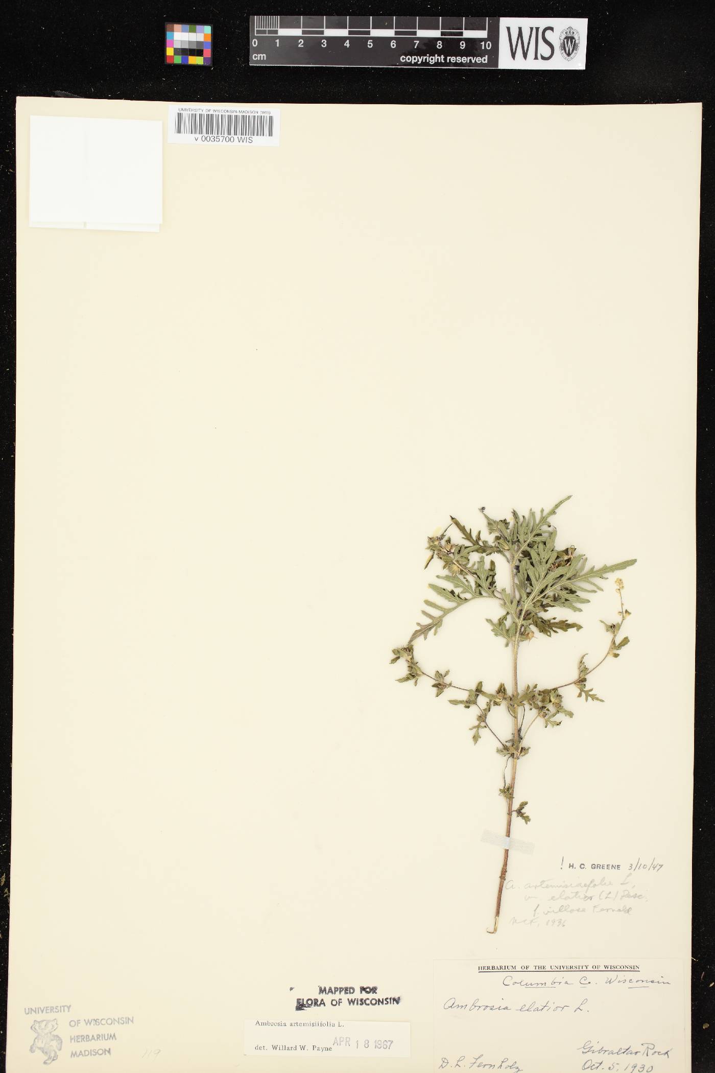 Ambrosia artemisiifolia image