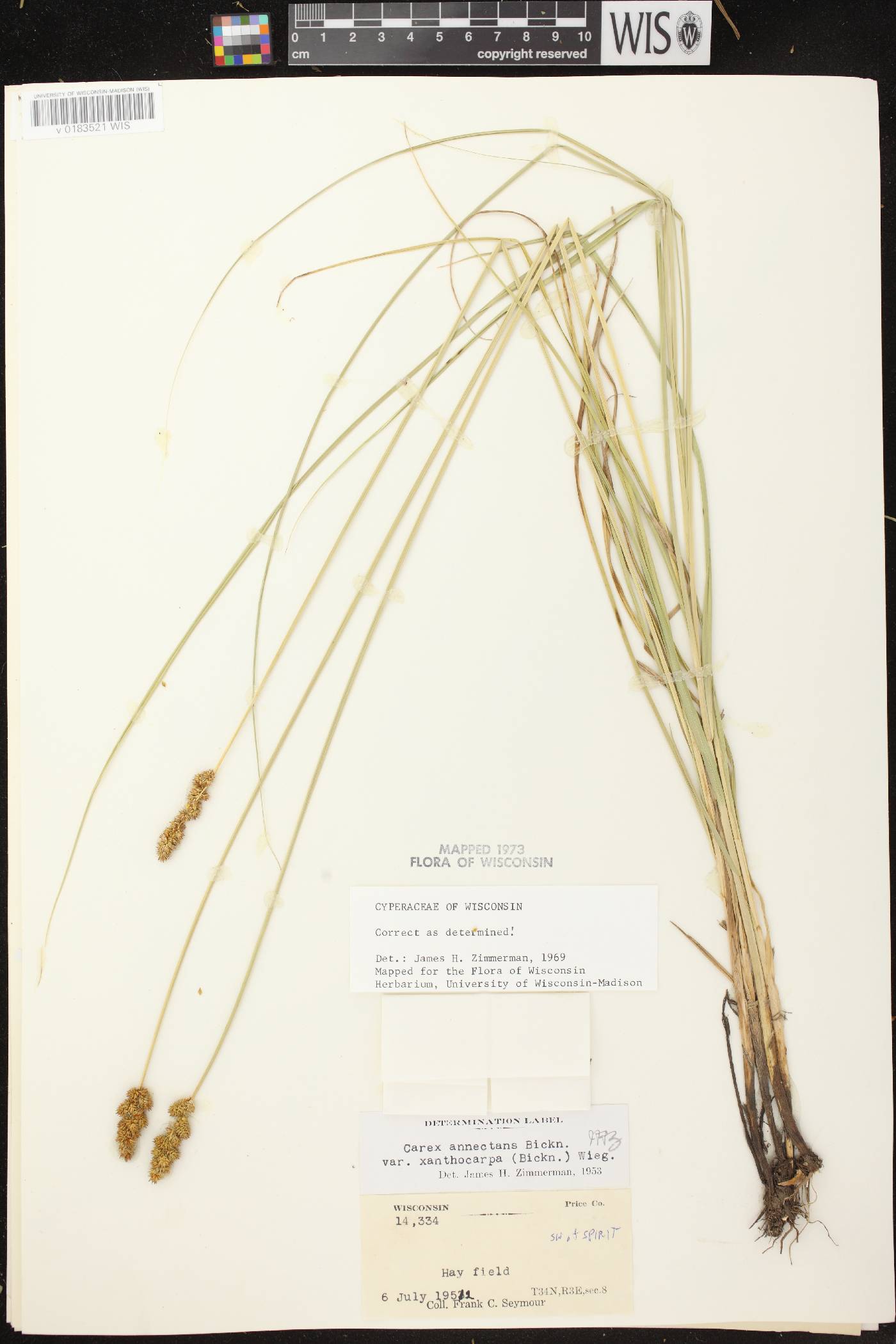 Carex annectens image