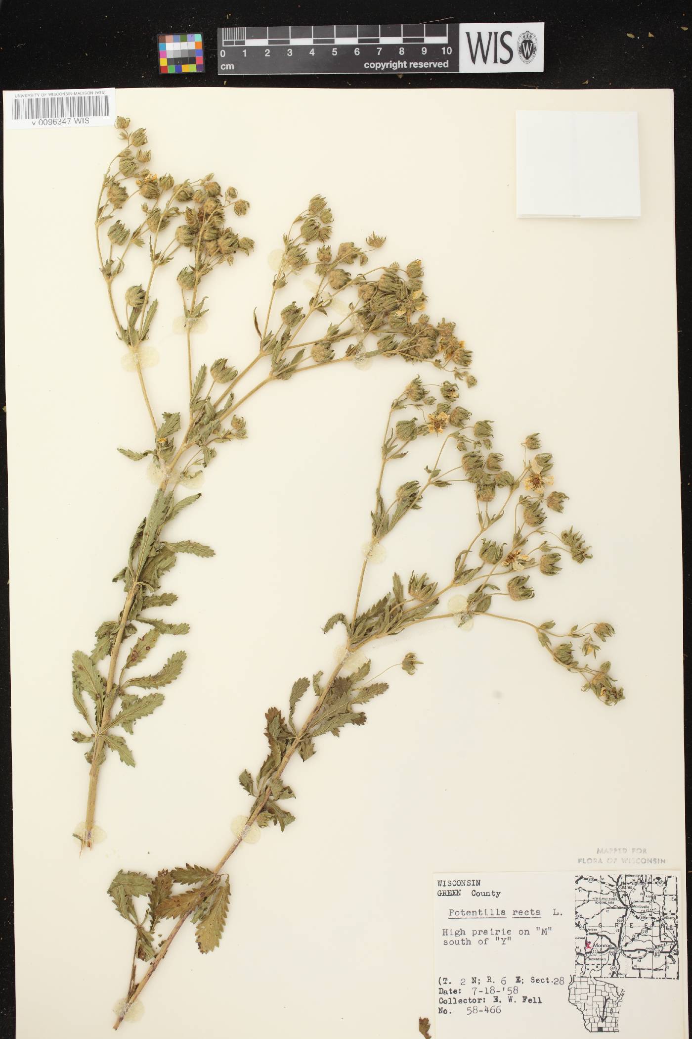 Potentilla recta image