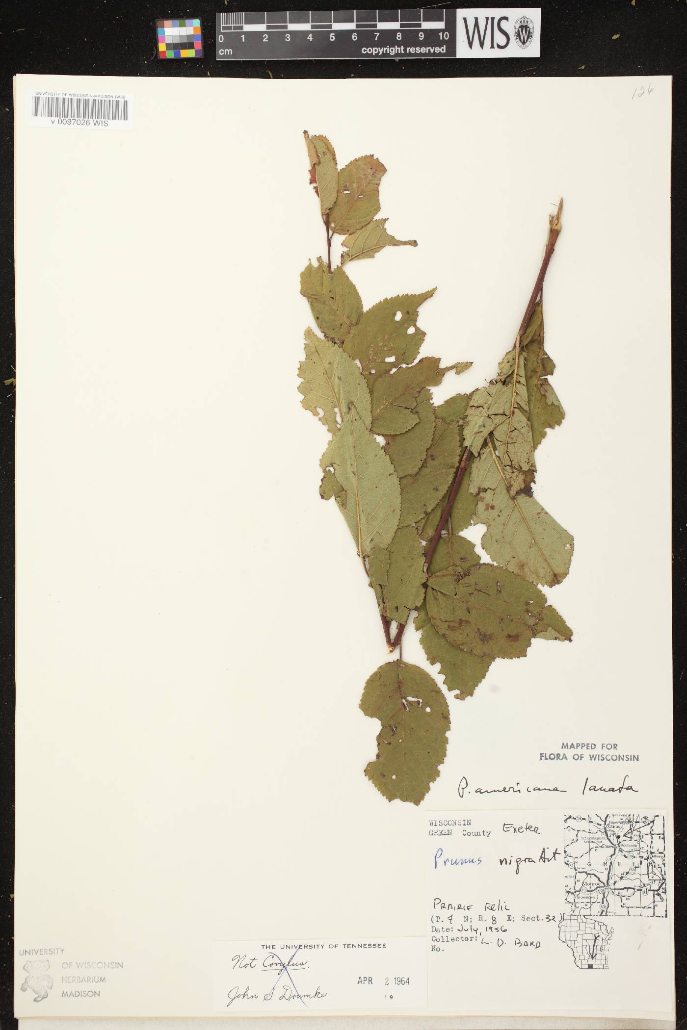 Prunus americana image