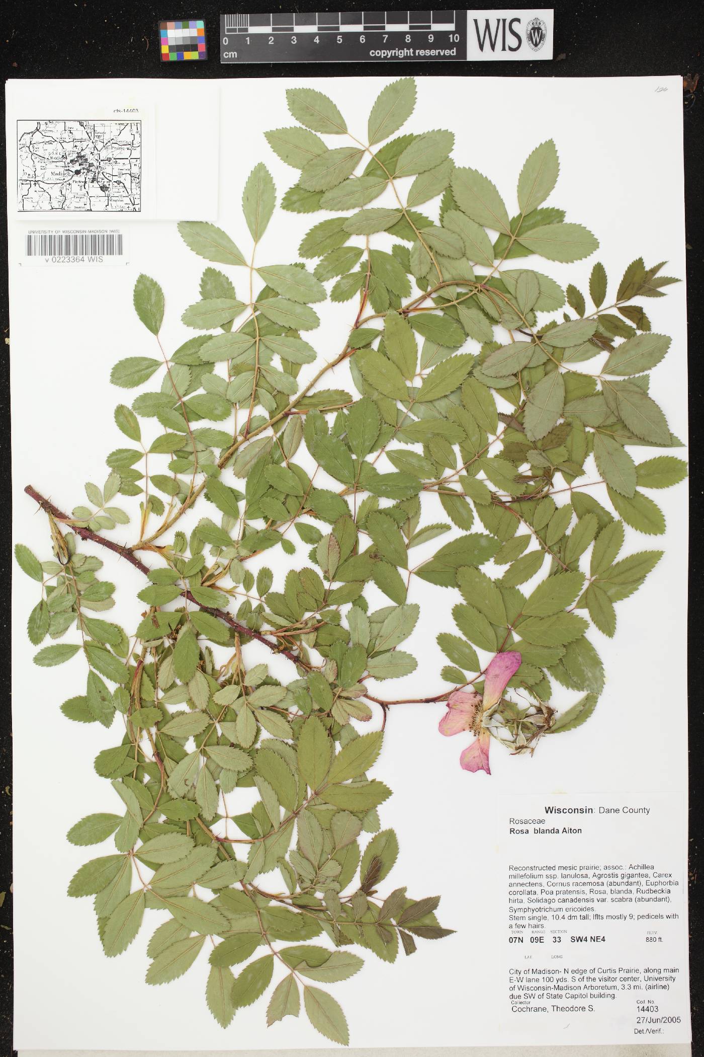 Rosa blanda image