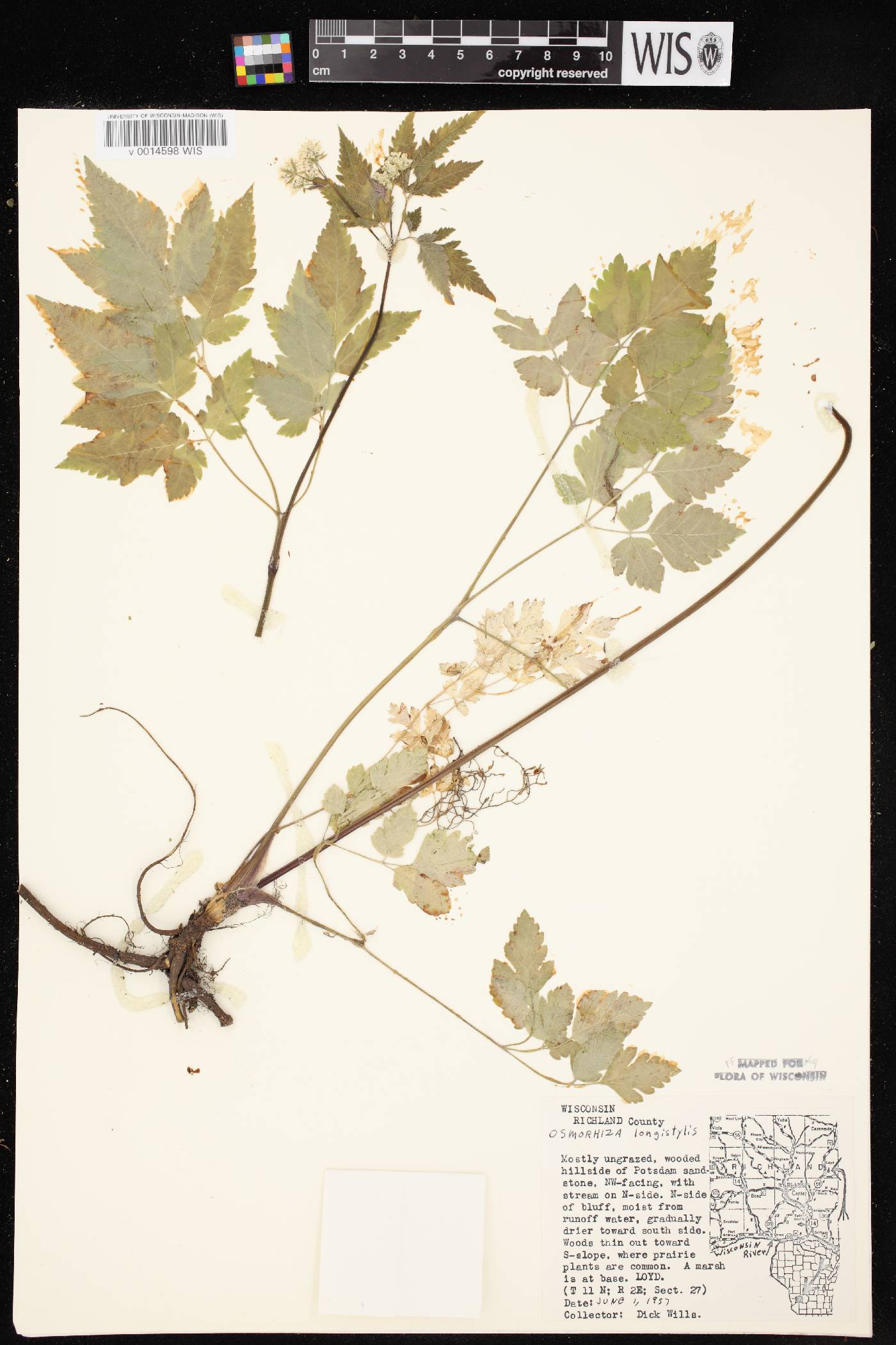 Osmorhiza longistylis image