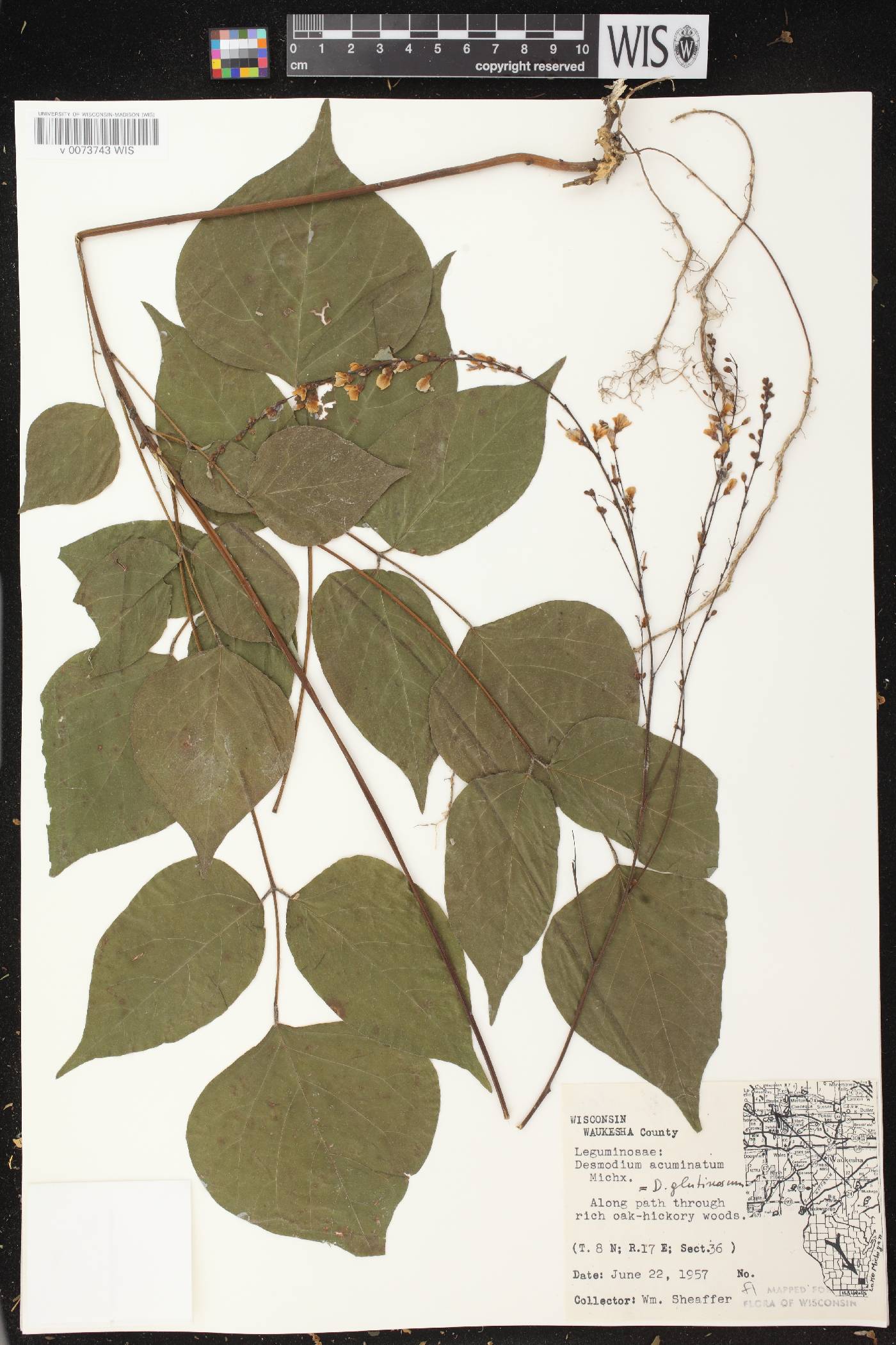 Hylodesmum glutinosum image