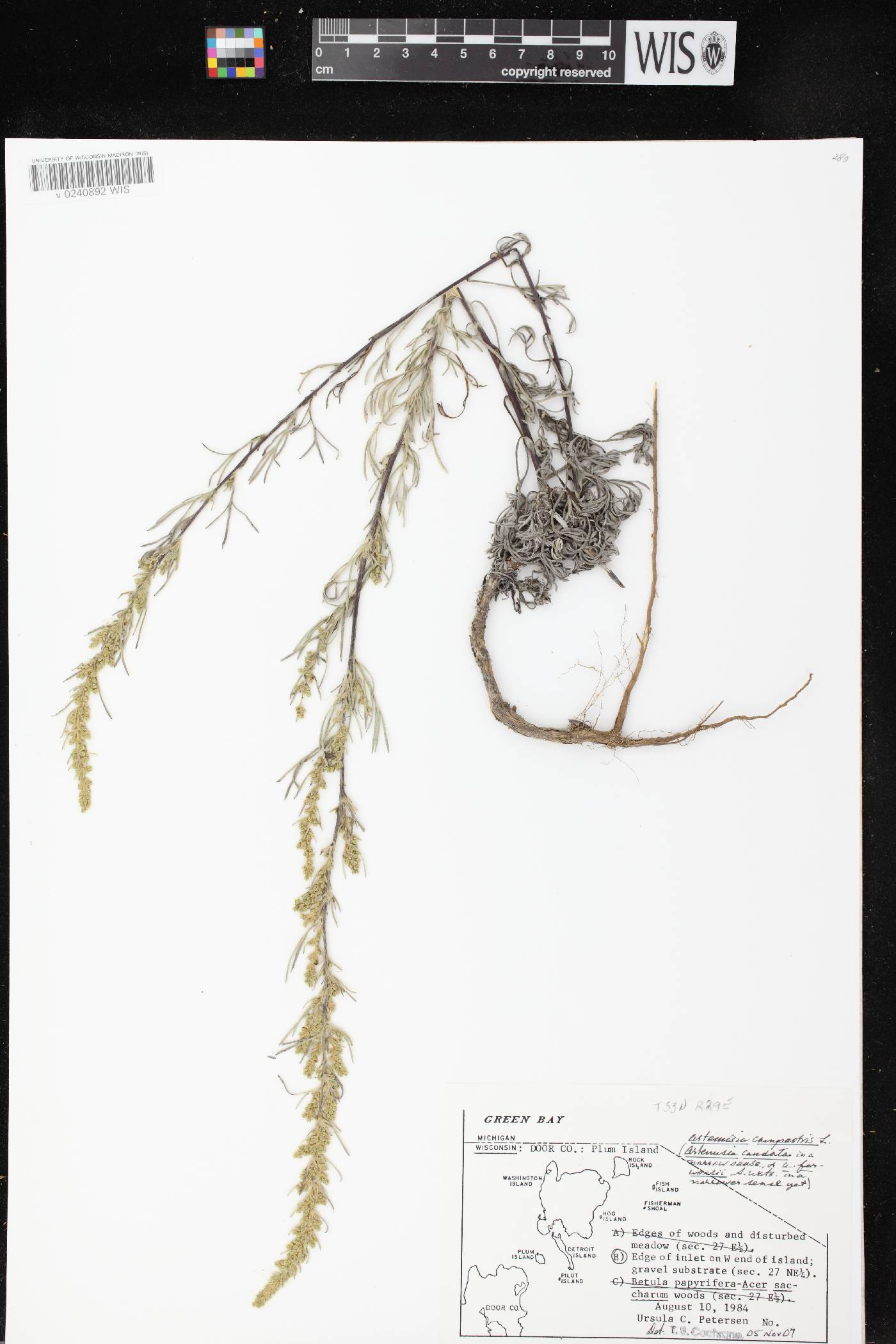 Artemisia campestris image
