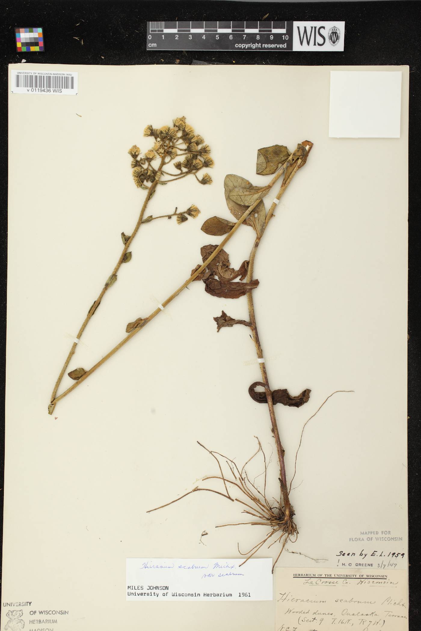 Hieracium scabrum image