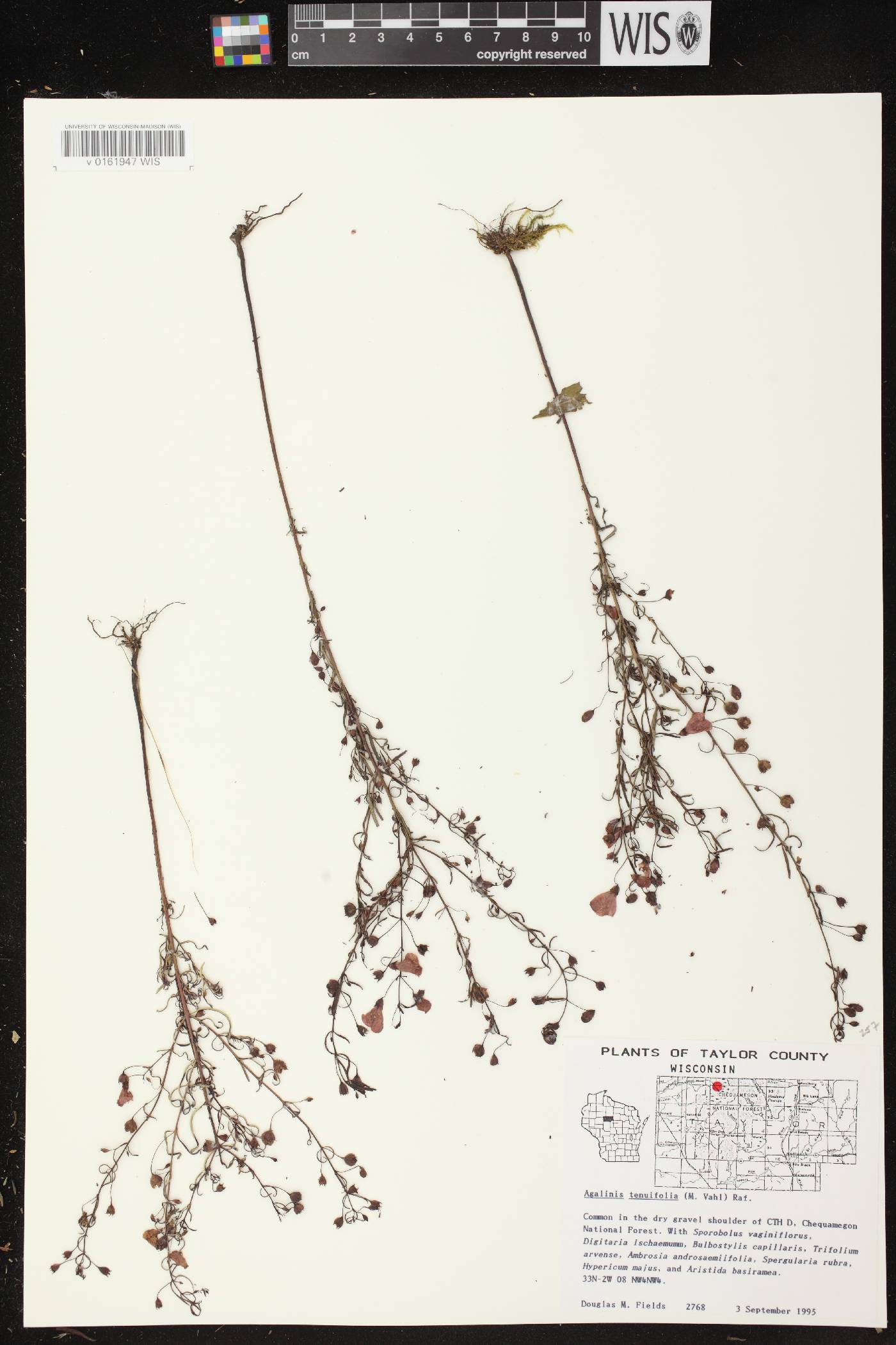 Agalinis tenuifolia image