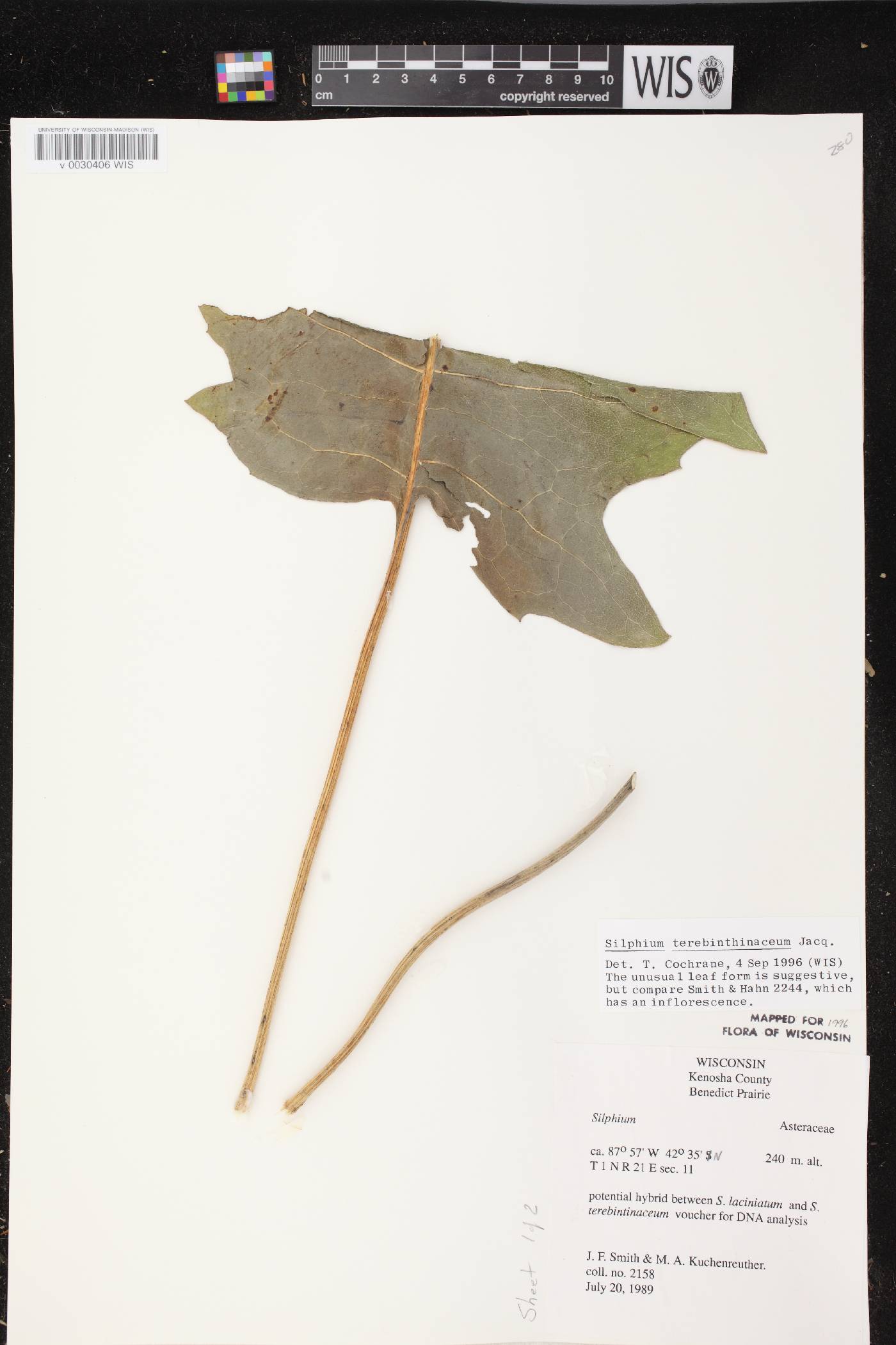 Silphium terebinthinaceum var. terebinthinaceum image