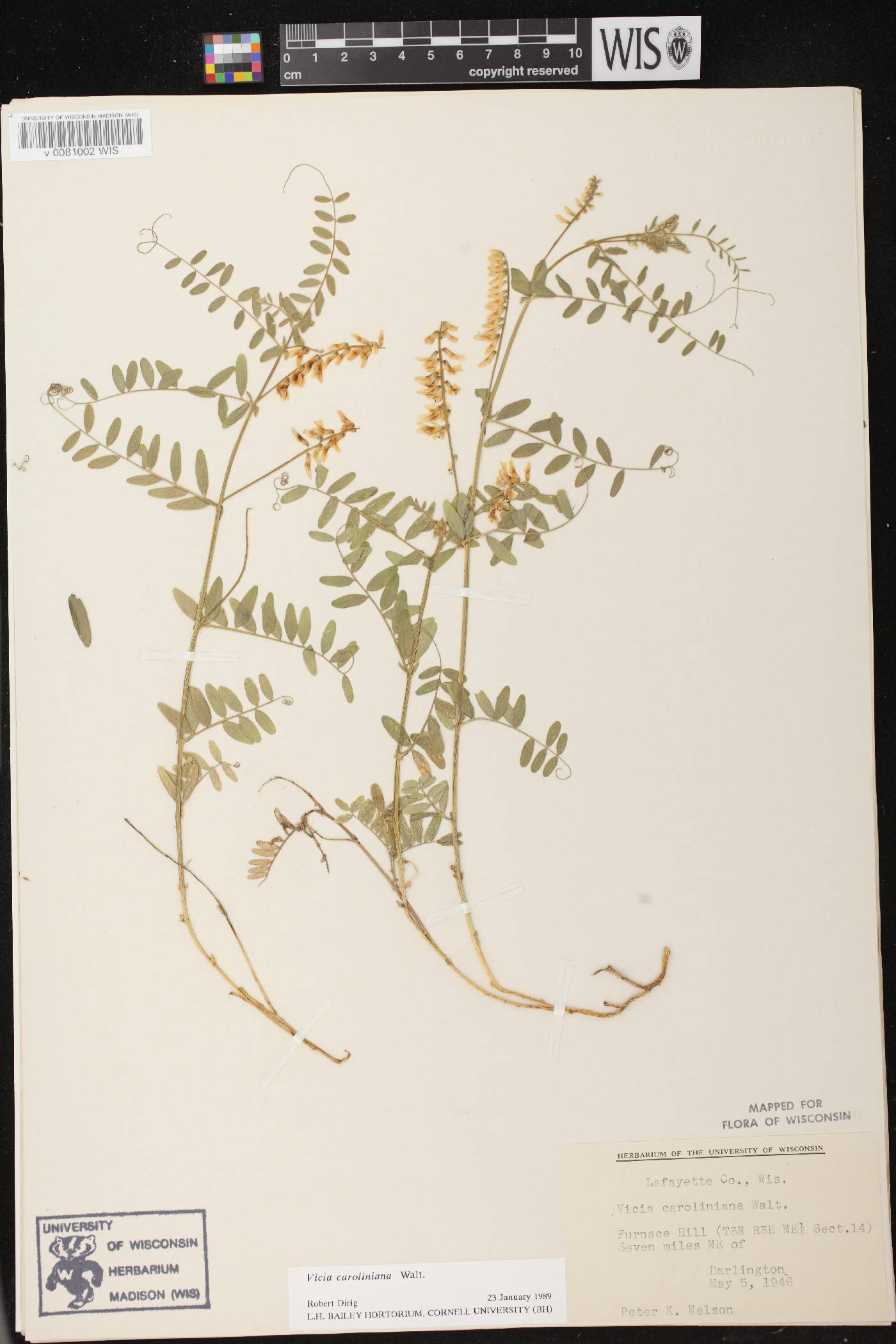 Vicia caroliniana image