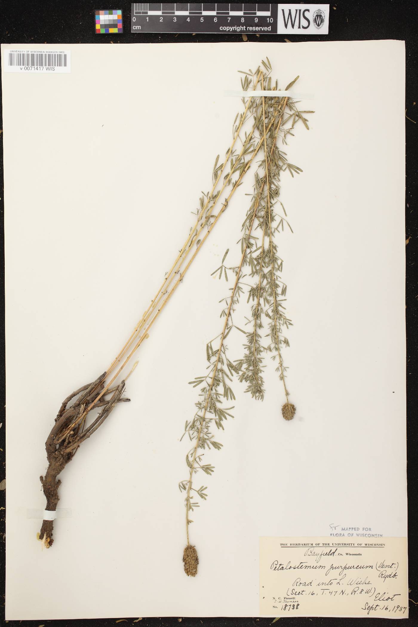 Dalea purpurea image