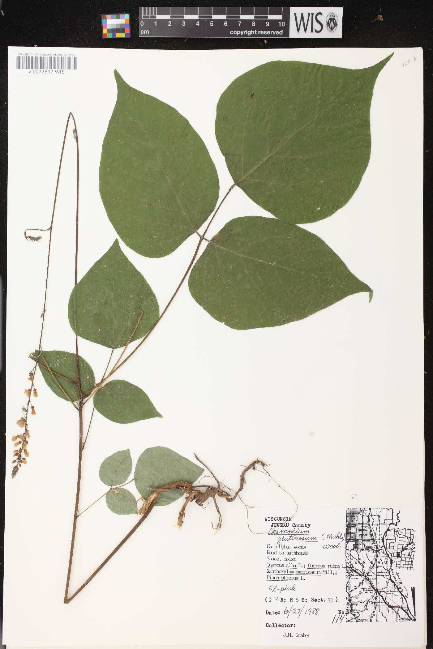 Hylodesmum glutinosum image