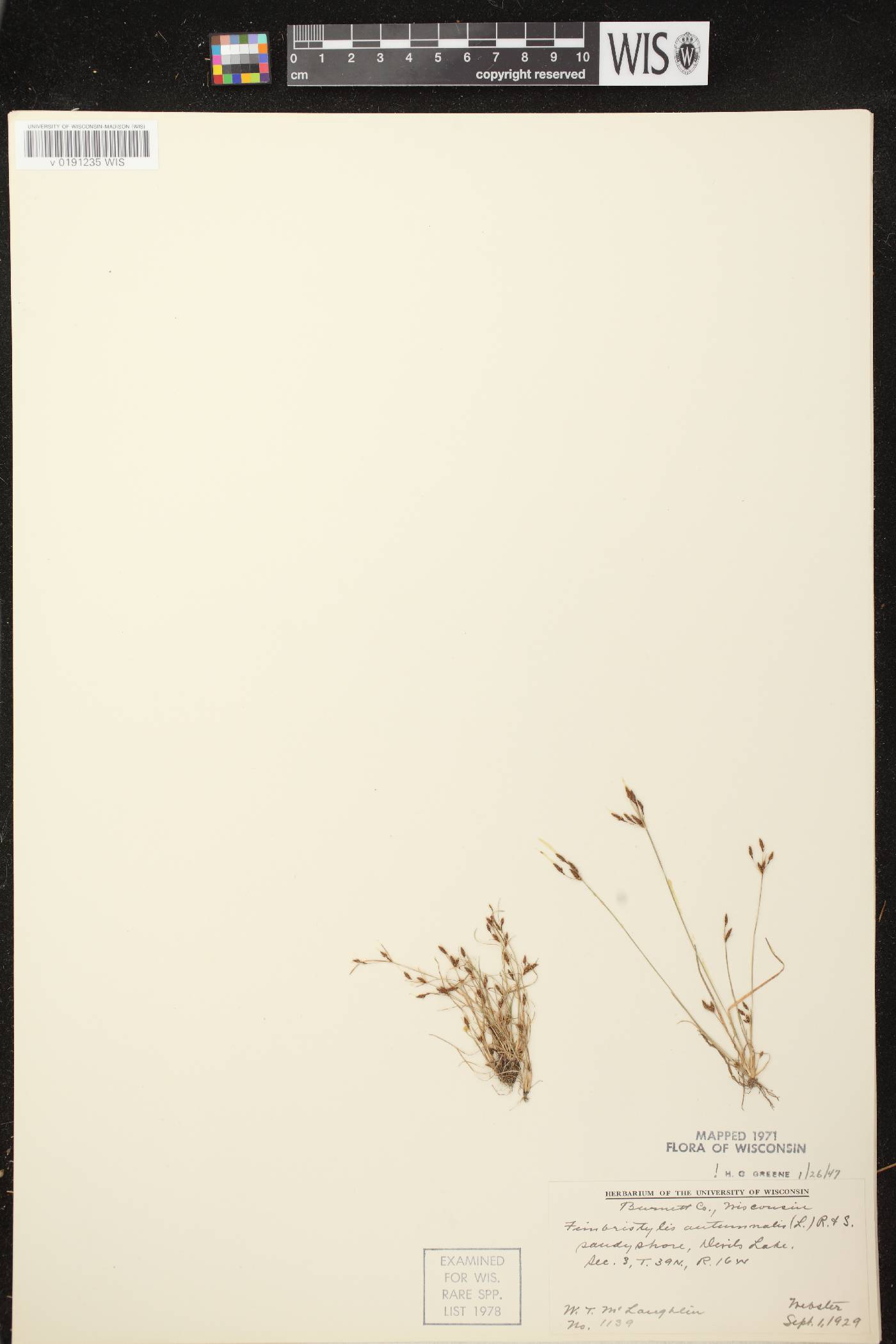 Fimbristylis autumnalis image