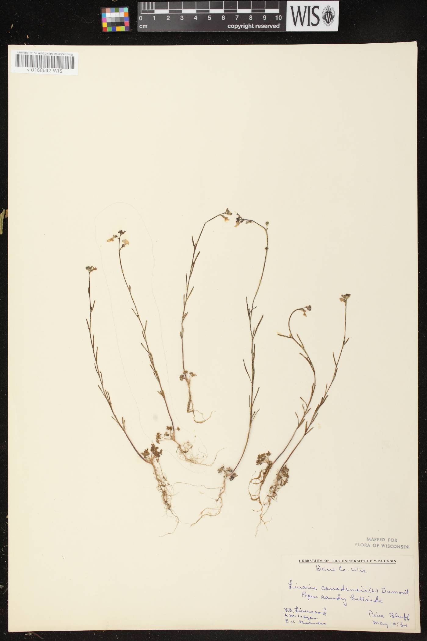 Nuttallanthus canadensis image