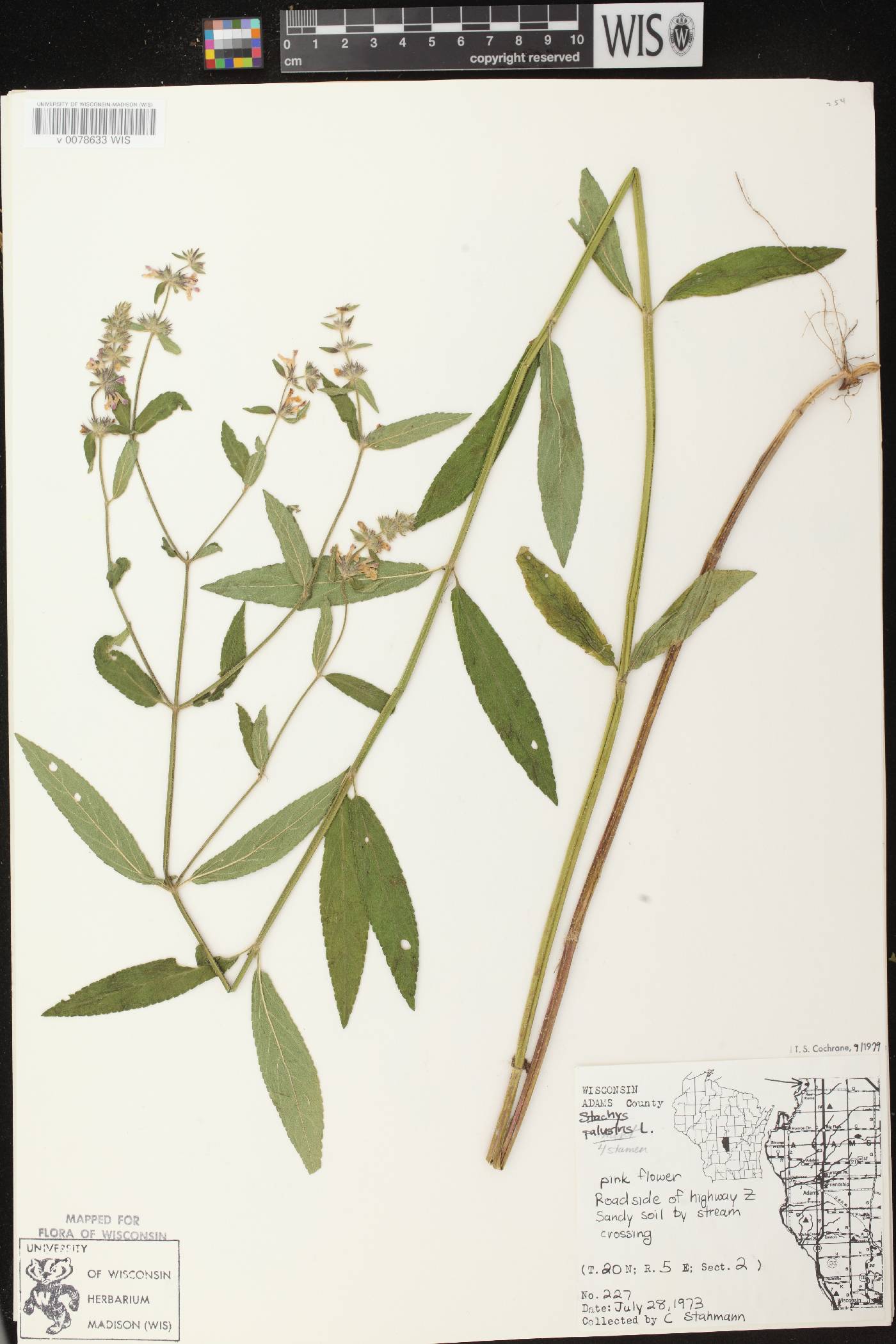 Stachys palustris image