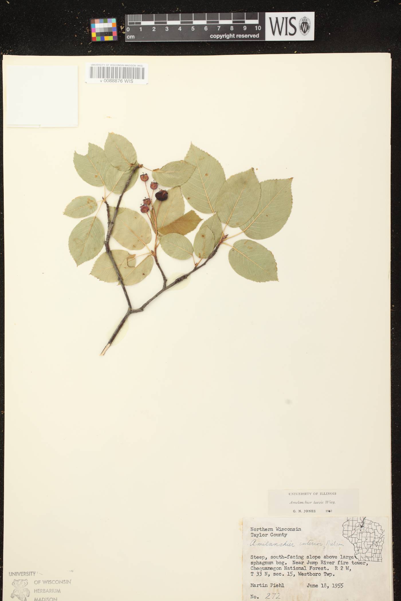 Amelanchier laevis image