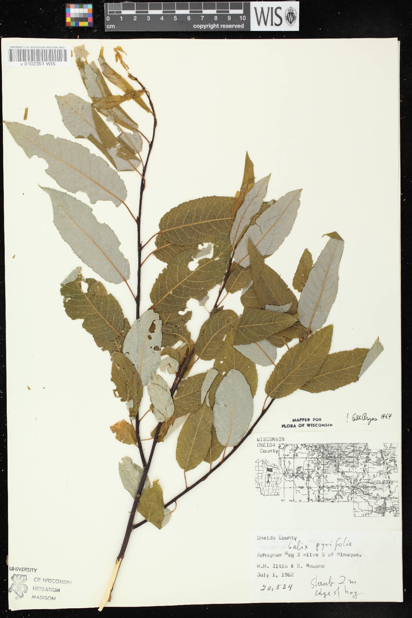 Salix pyrifolia image
