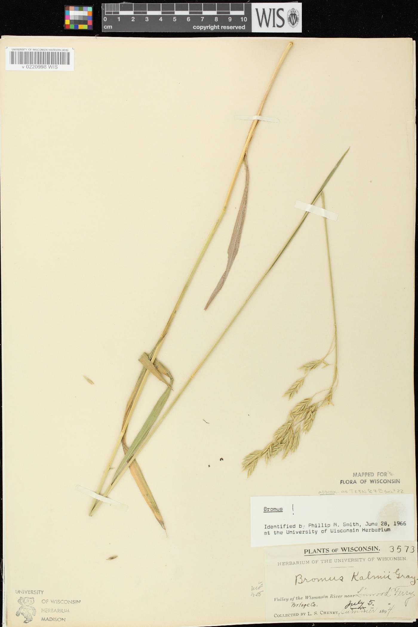 Bromus kalmii image