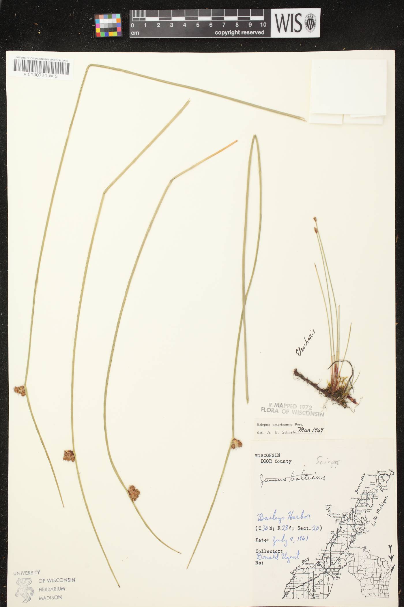 Schoenoplectus pungens image