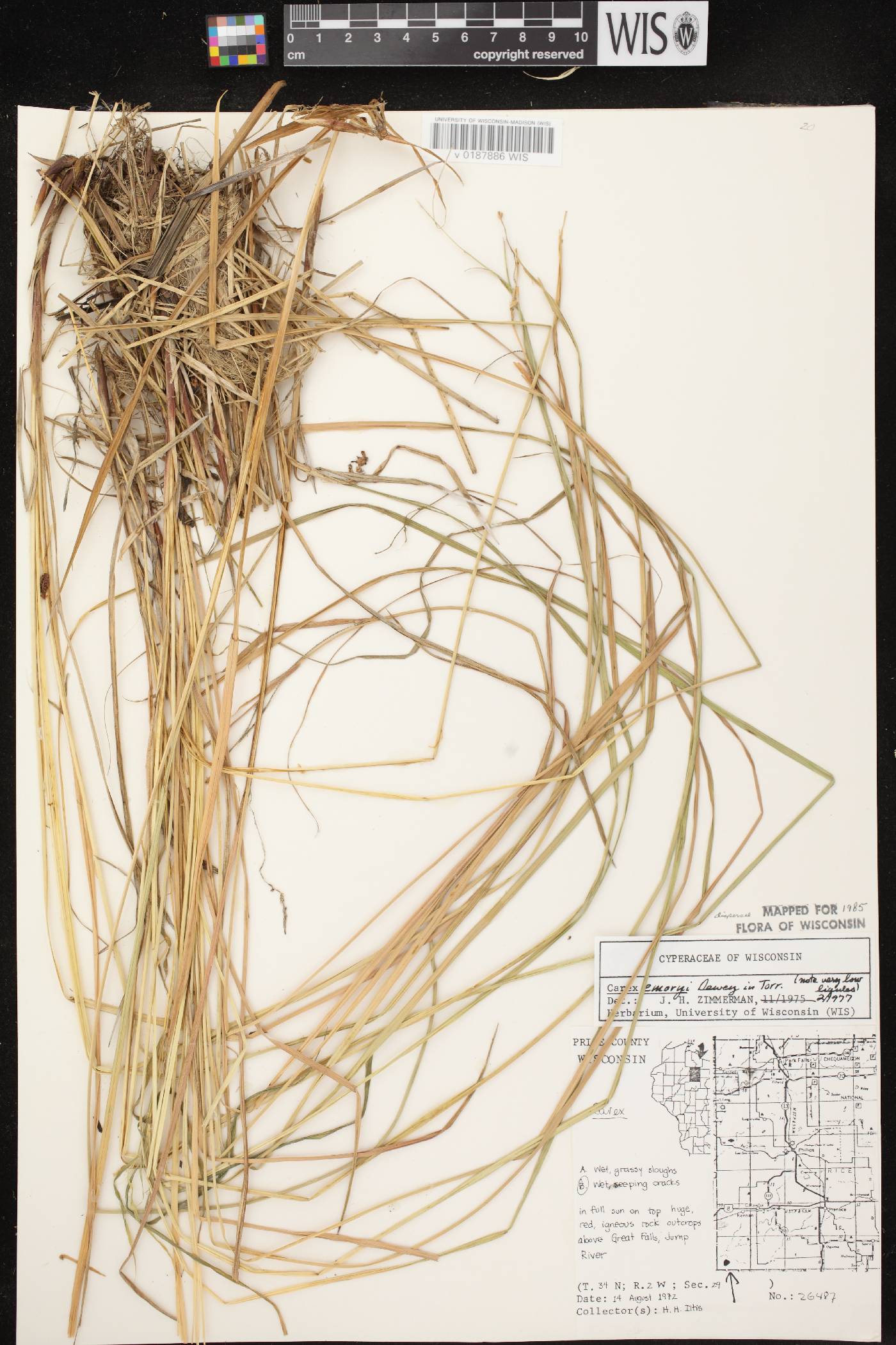 Carex emoryi image