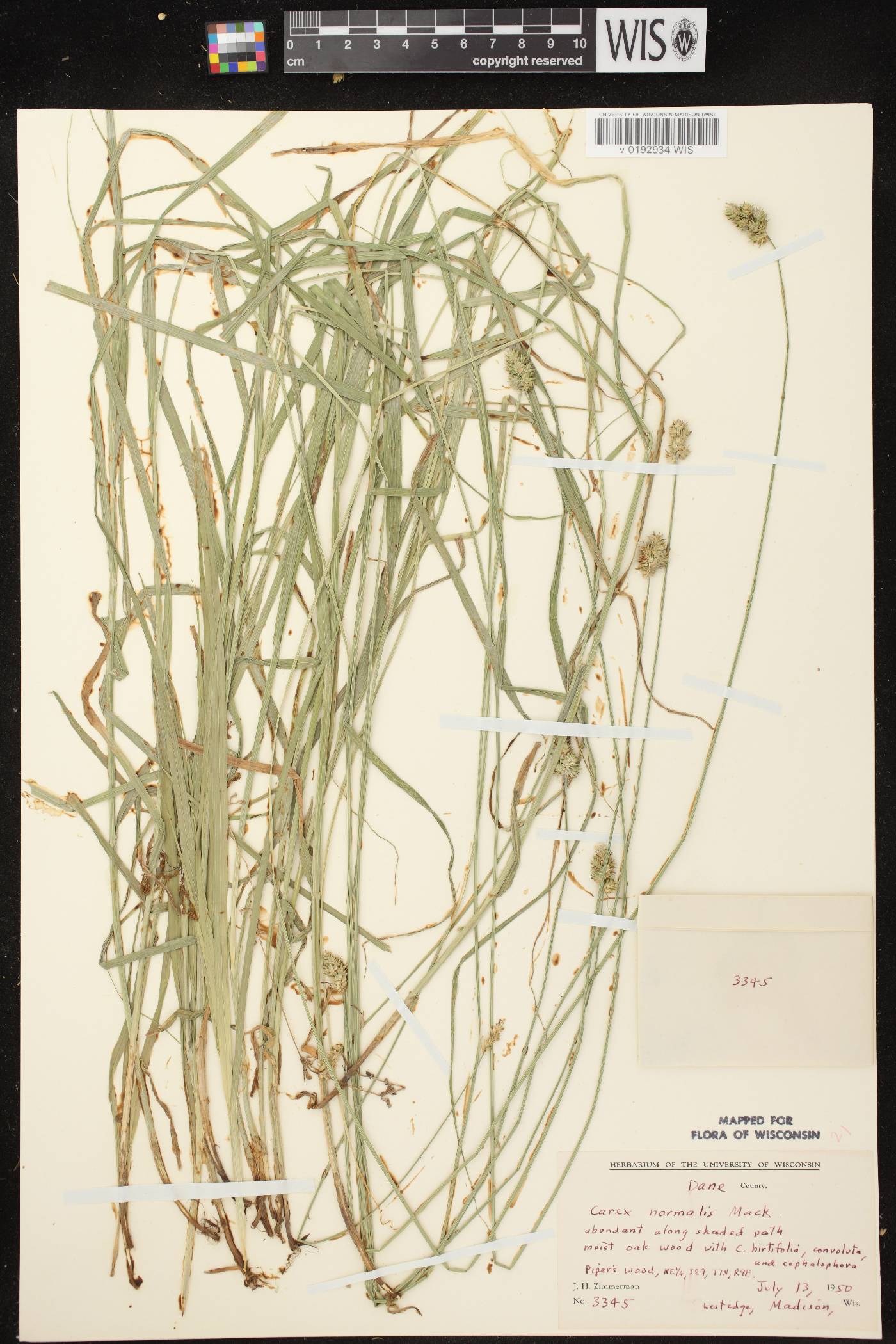 Carex normalis image
