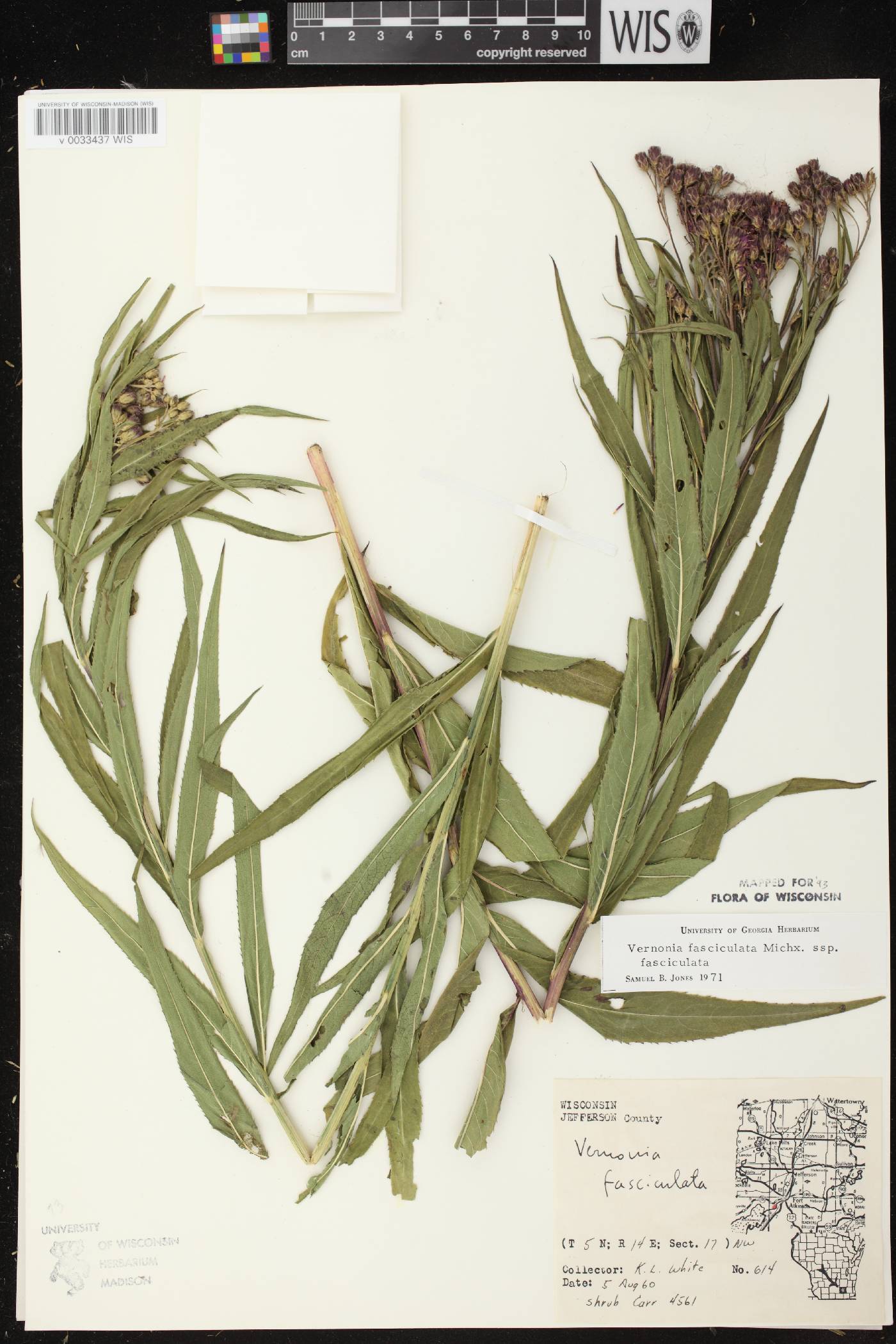 Vernonia fasciculata image