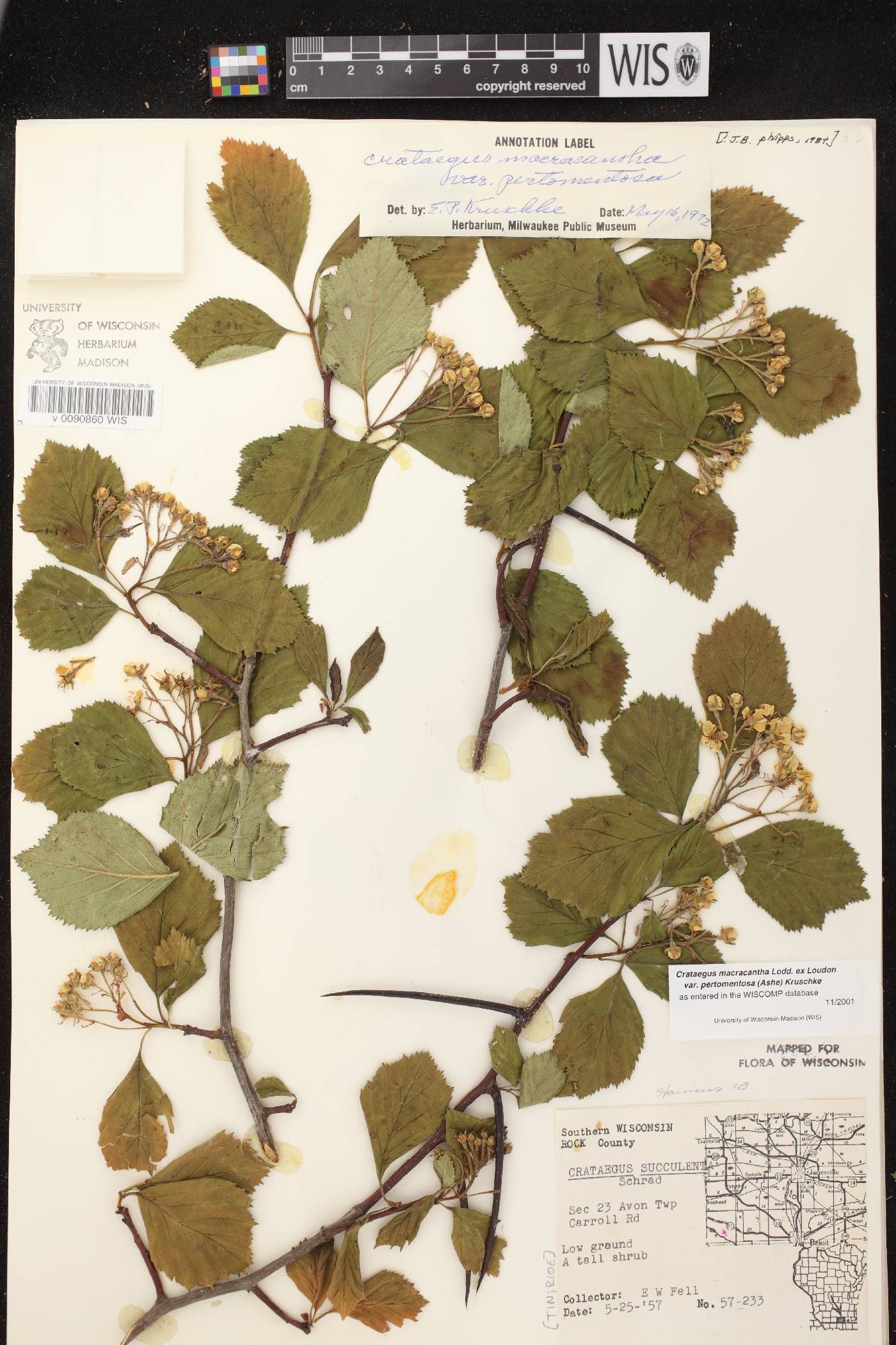 Crataegus macracantha image