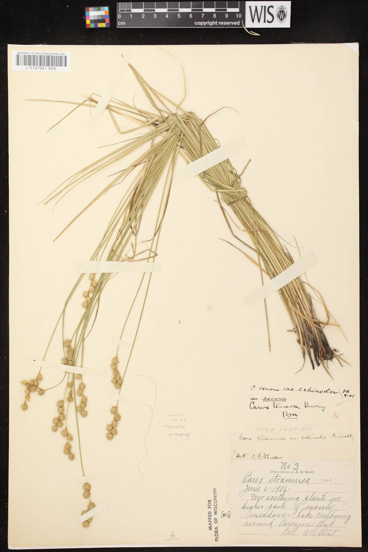 Carex echinodes image