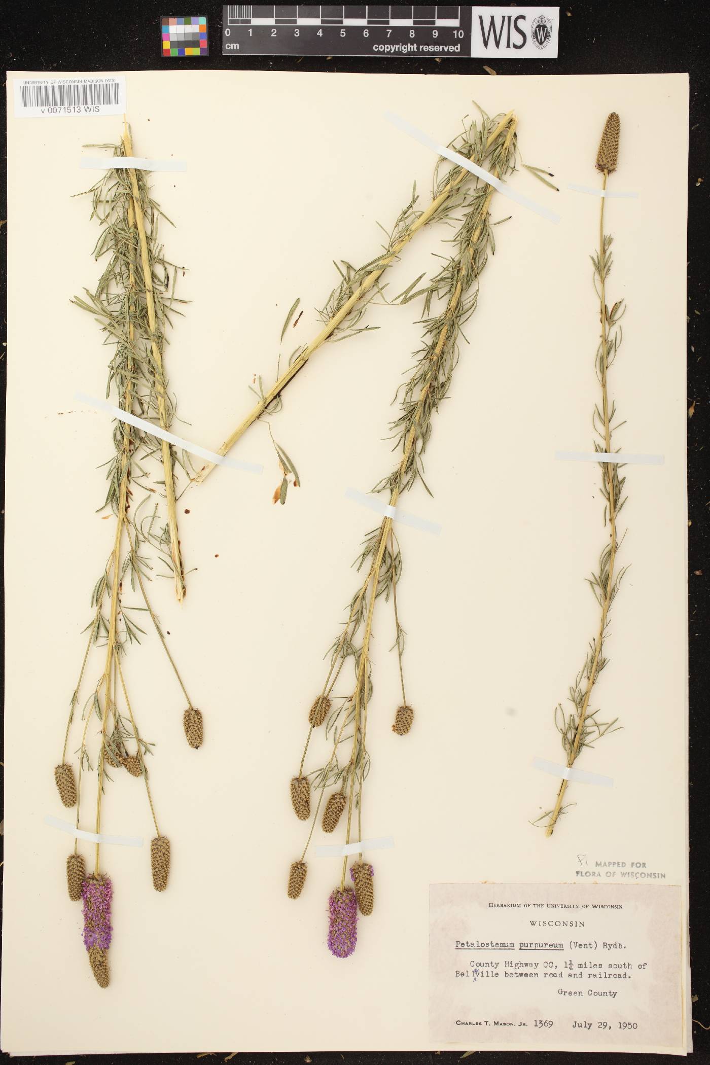 Dalea purpurea var. purpurea image