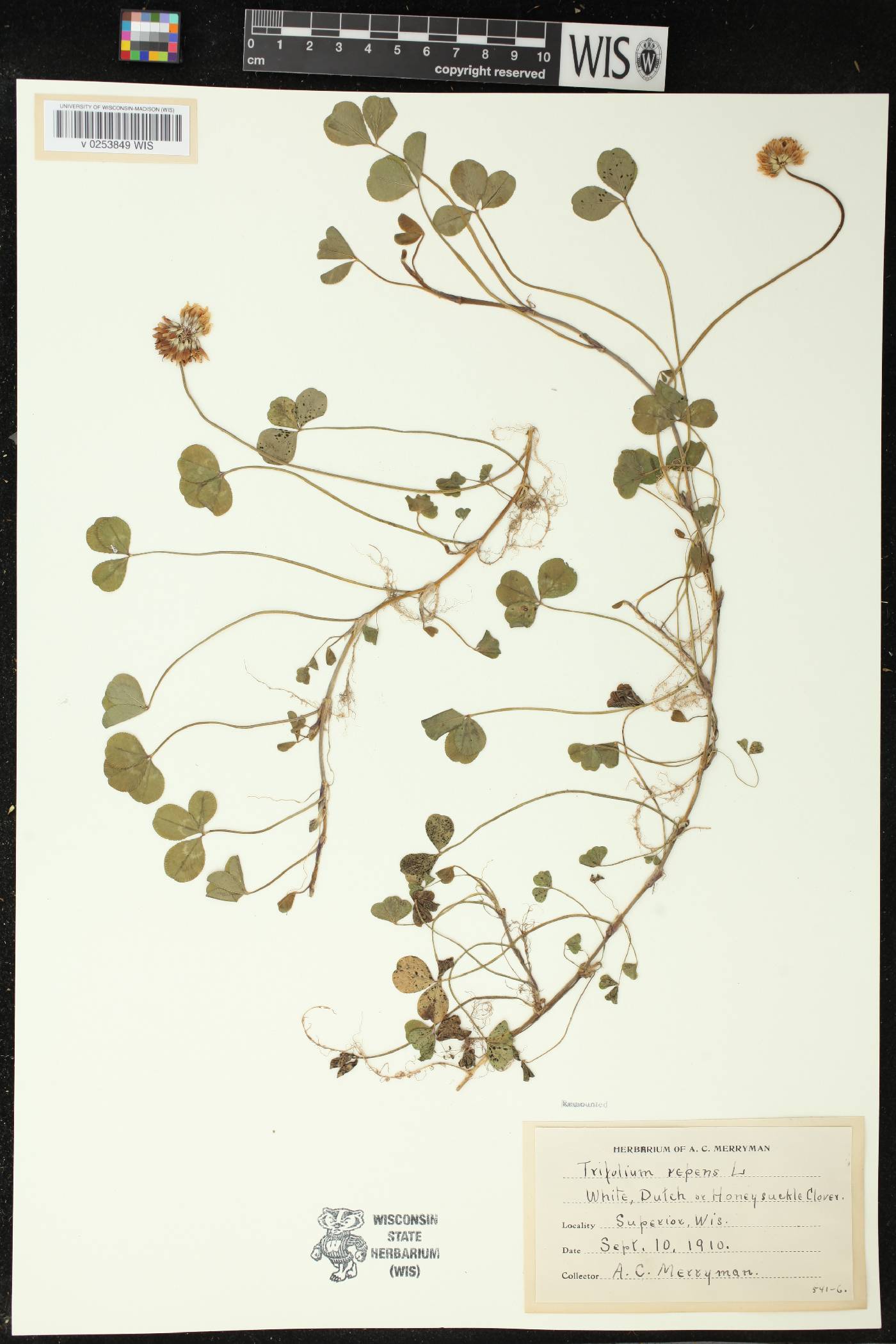 Trifolium repens image