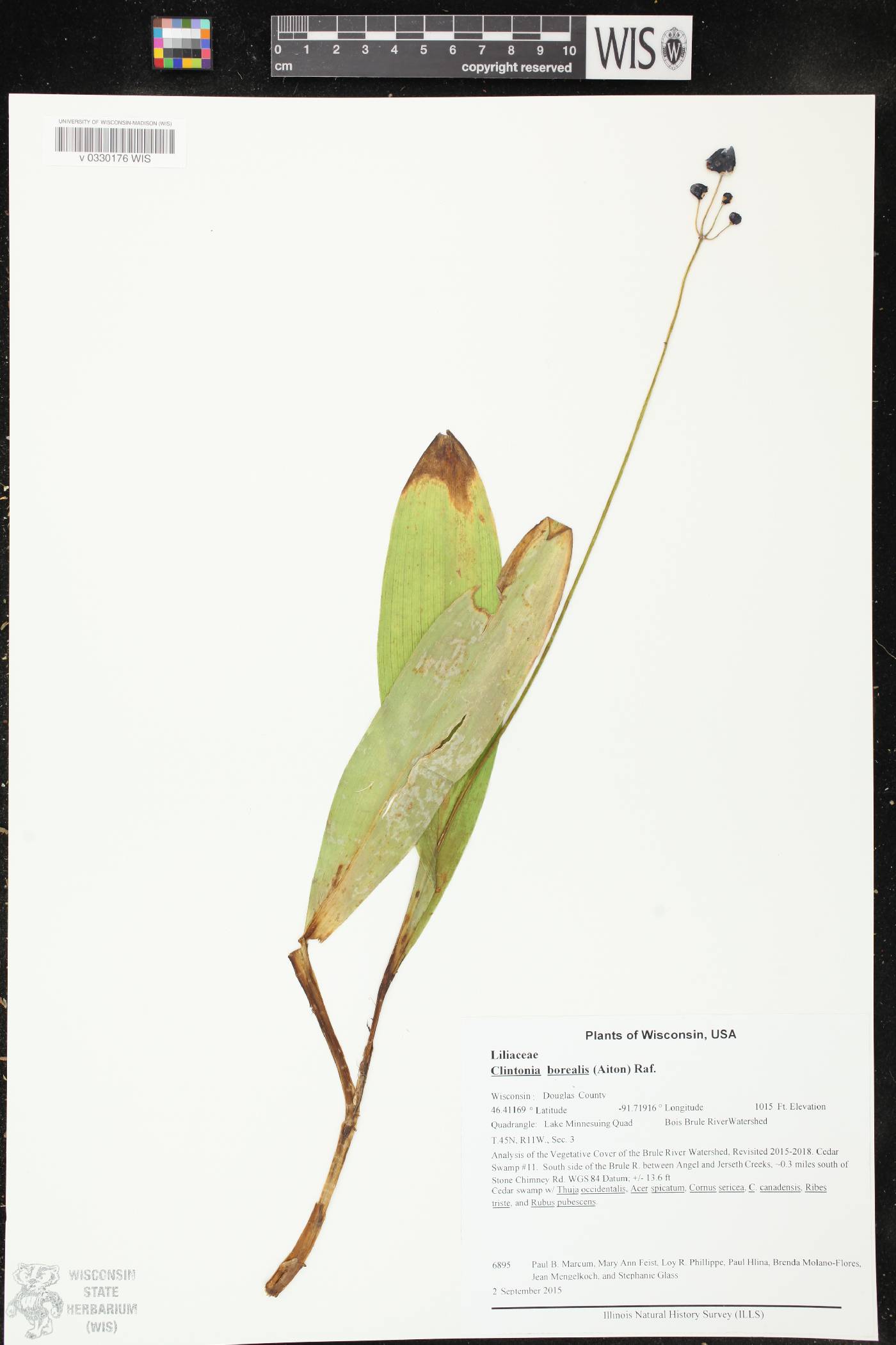 Clintonia borealis image