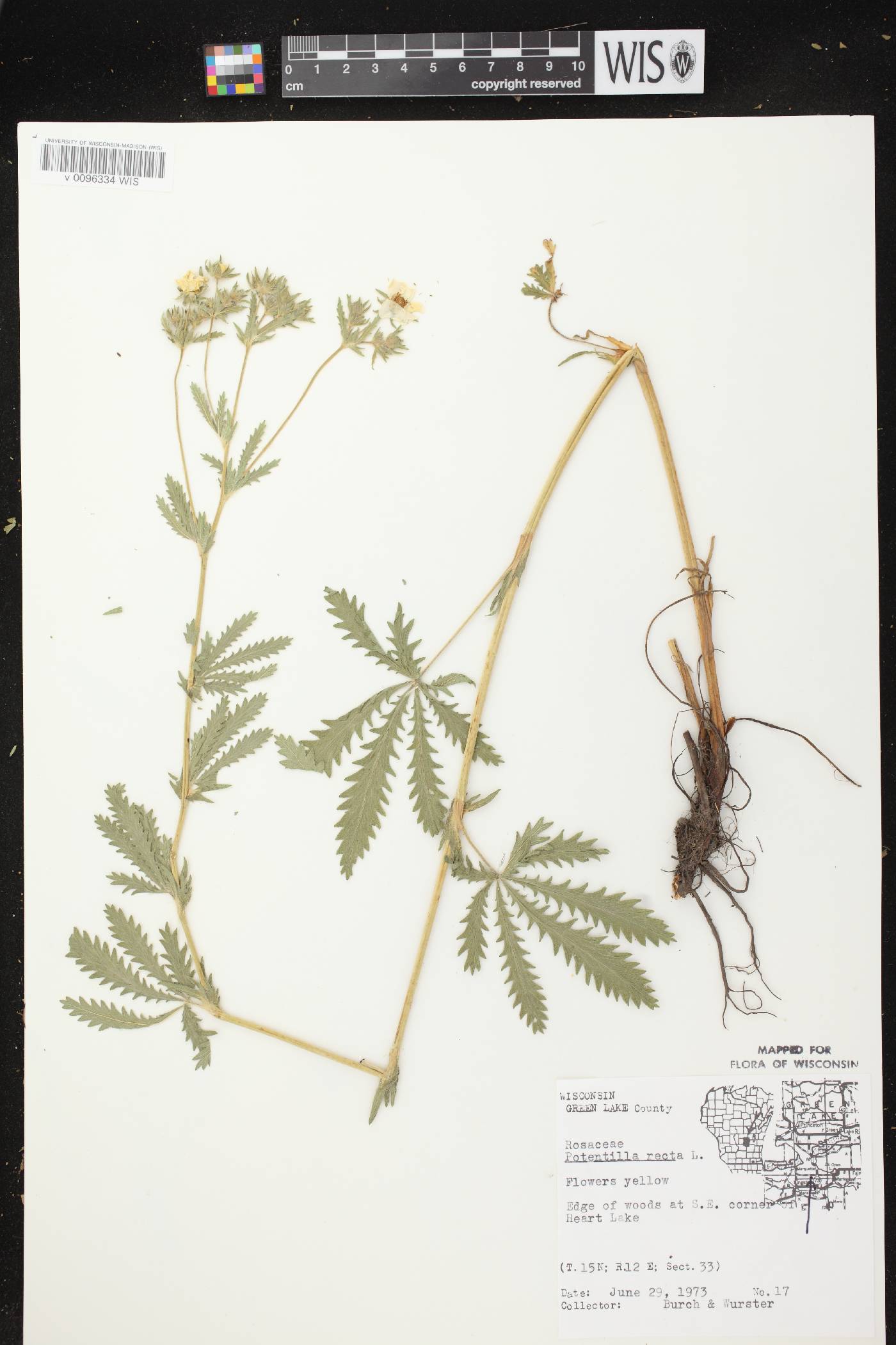 Potentilla recta image