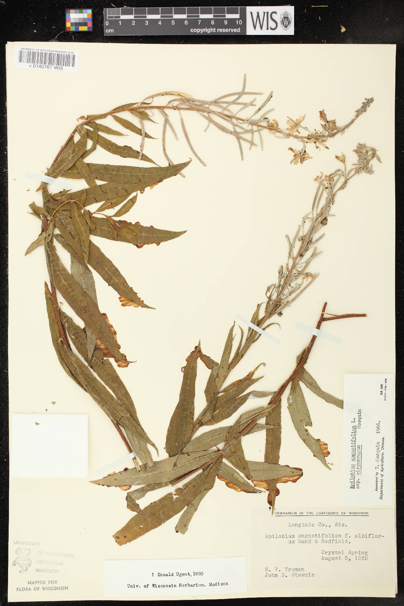 Chamerion angustifolium subsp. circumvagum image
