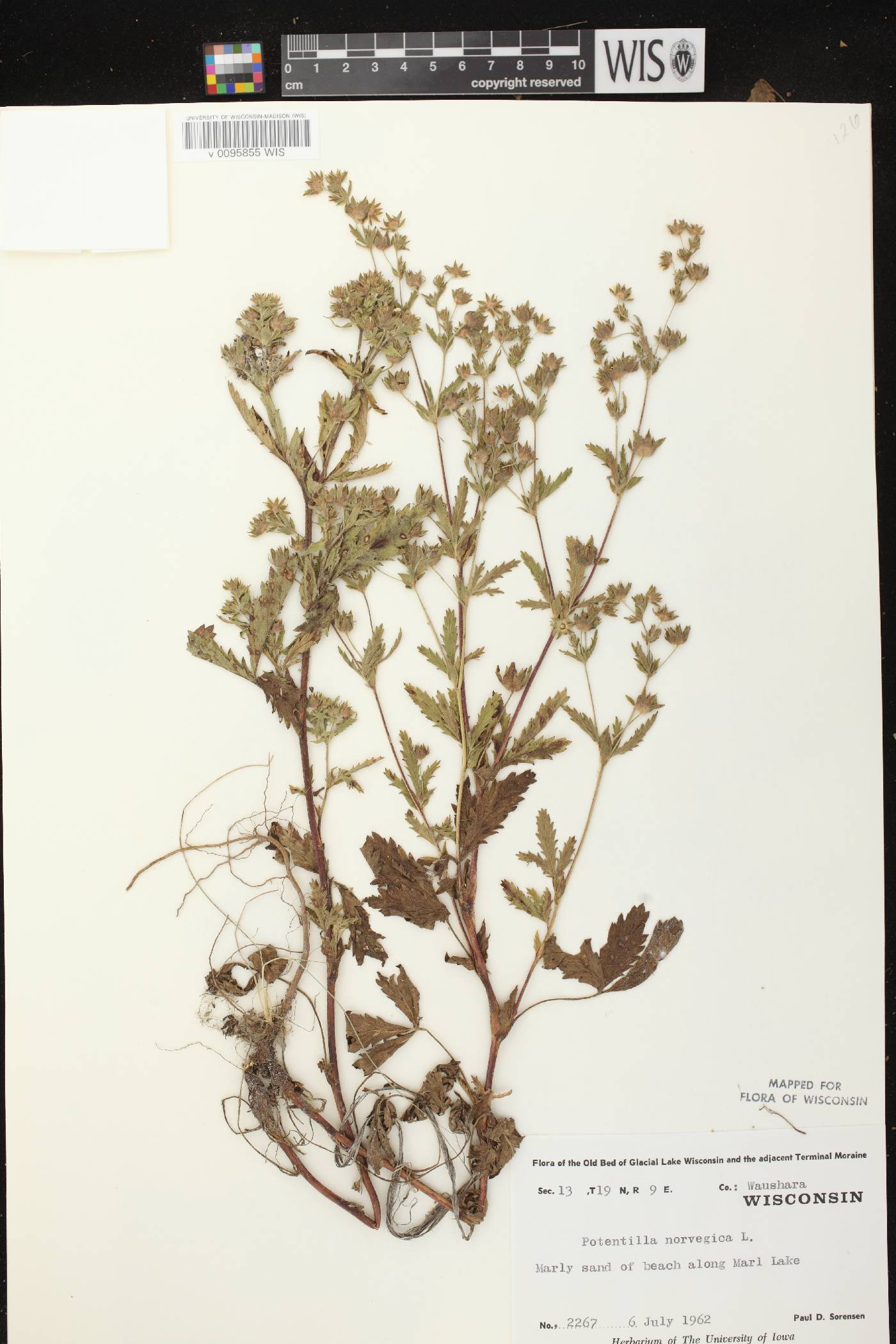 Potentilla norvegica image