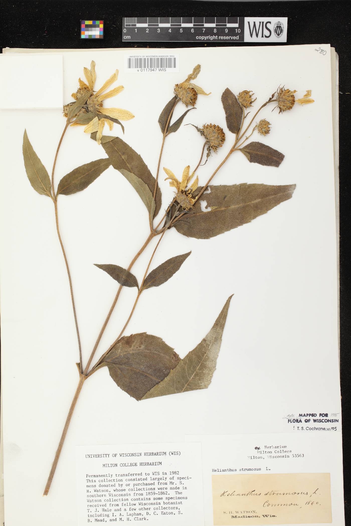 Helianthus strumosus image