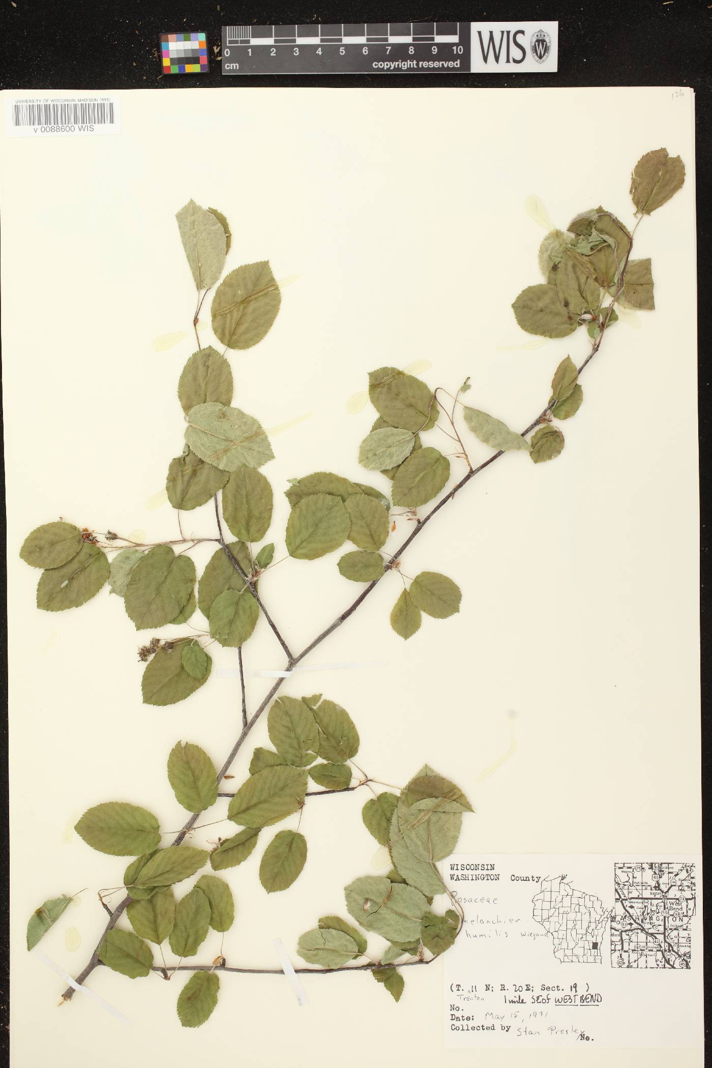 Amelanchier sanguinea image