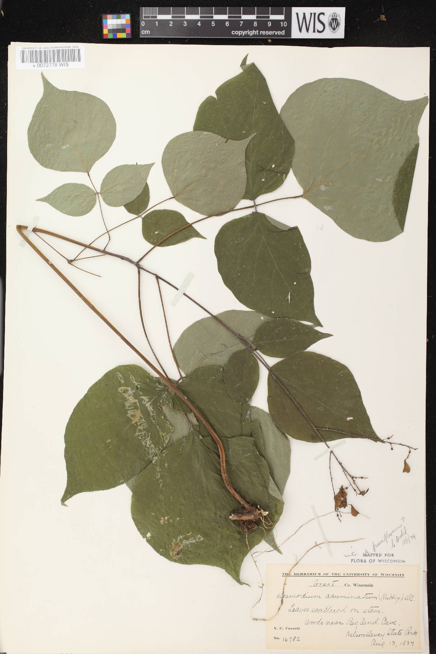 Hylodesmum glutinosum image