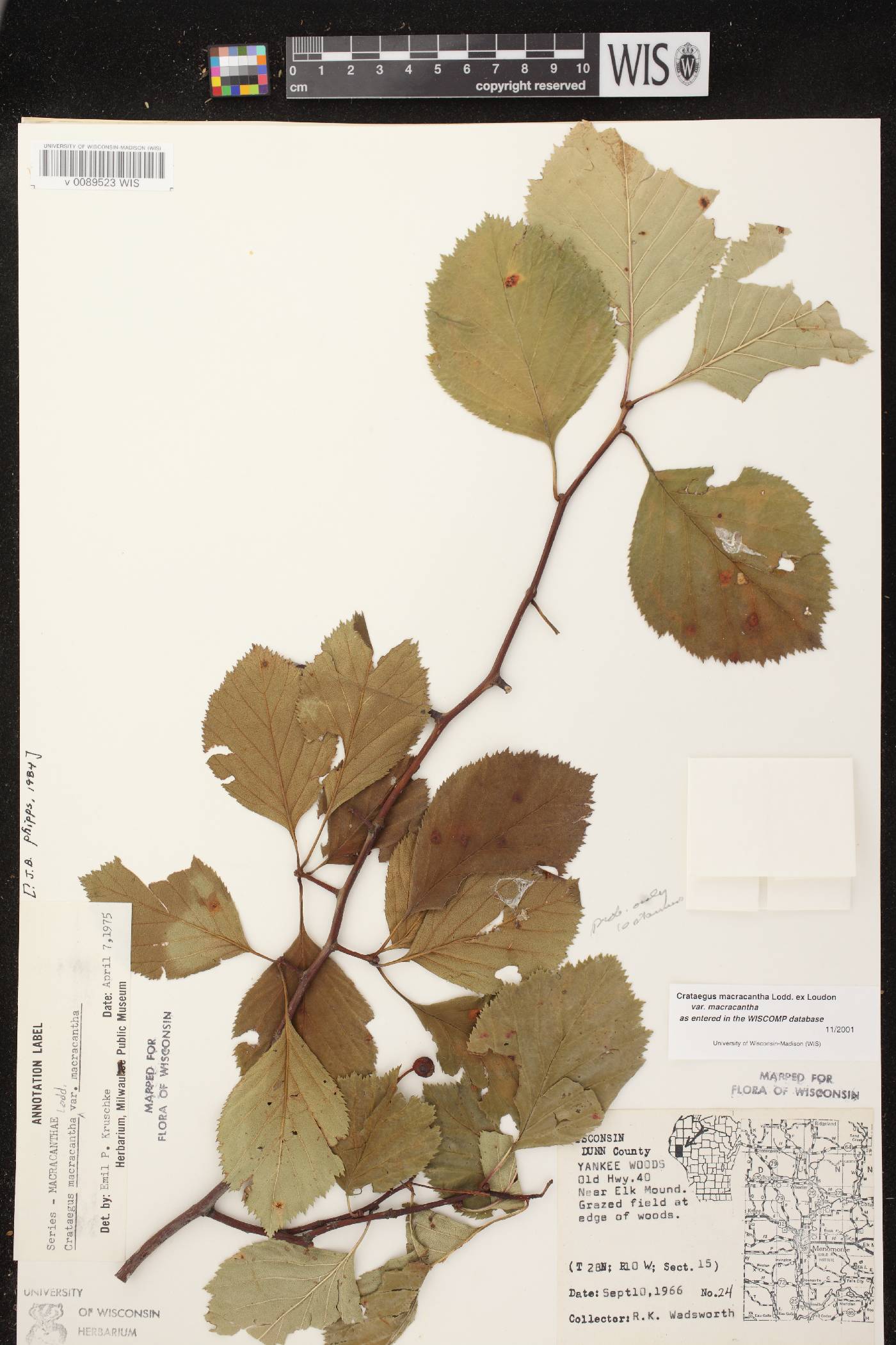Crataegus macracantha image