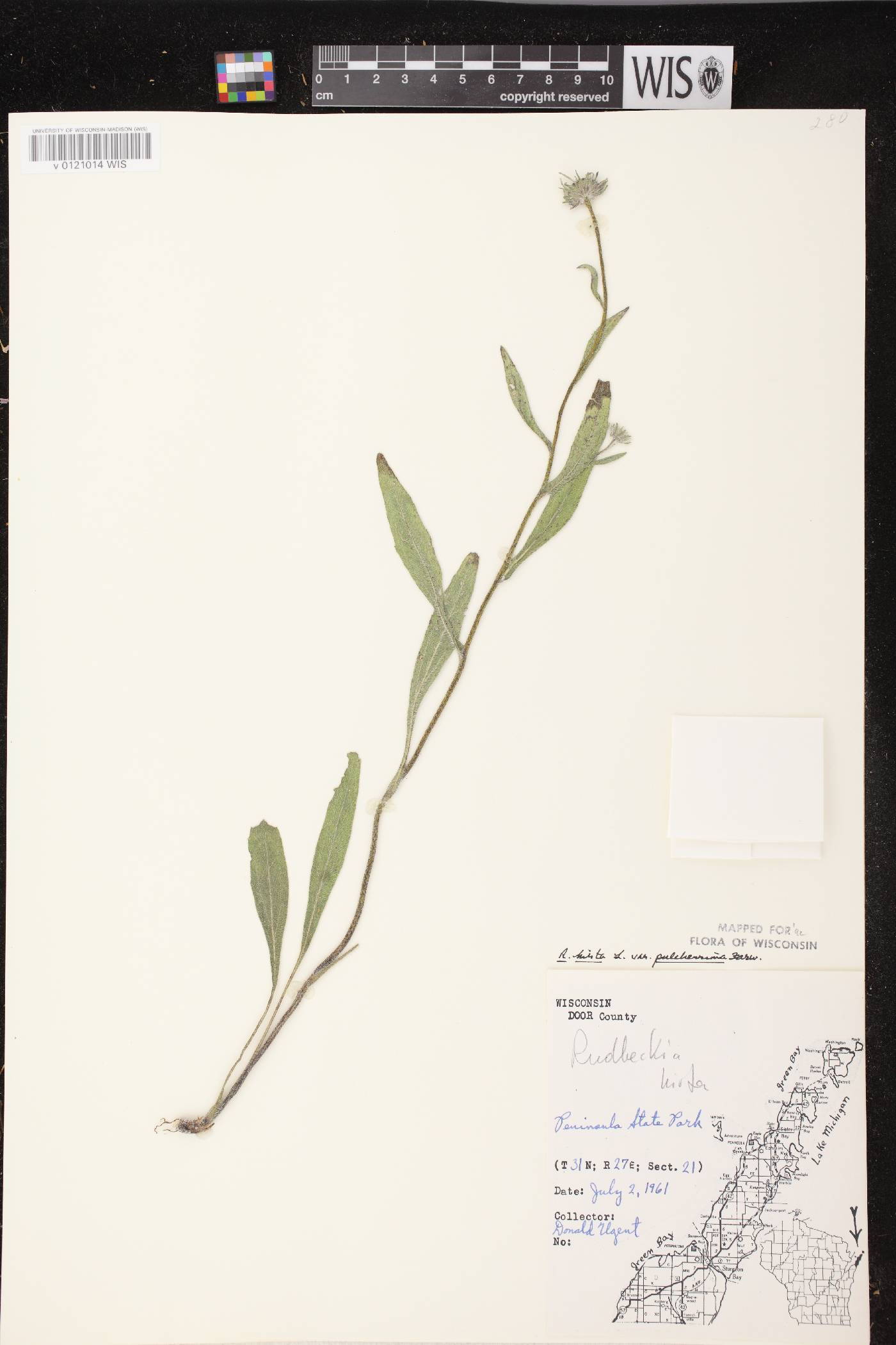 Rudbeckia hirta image