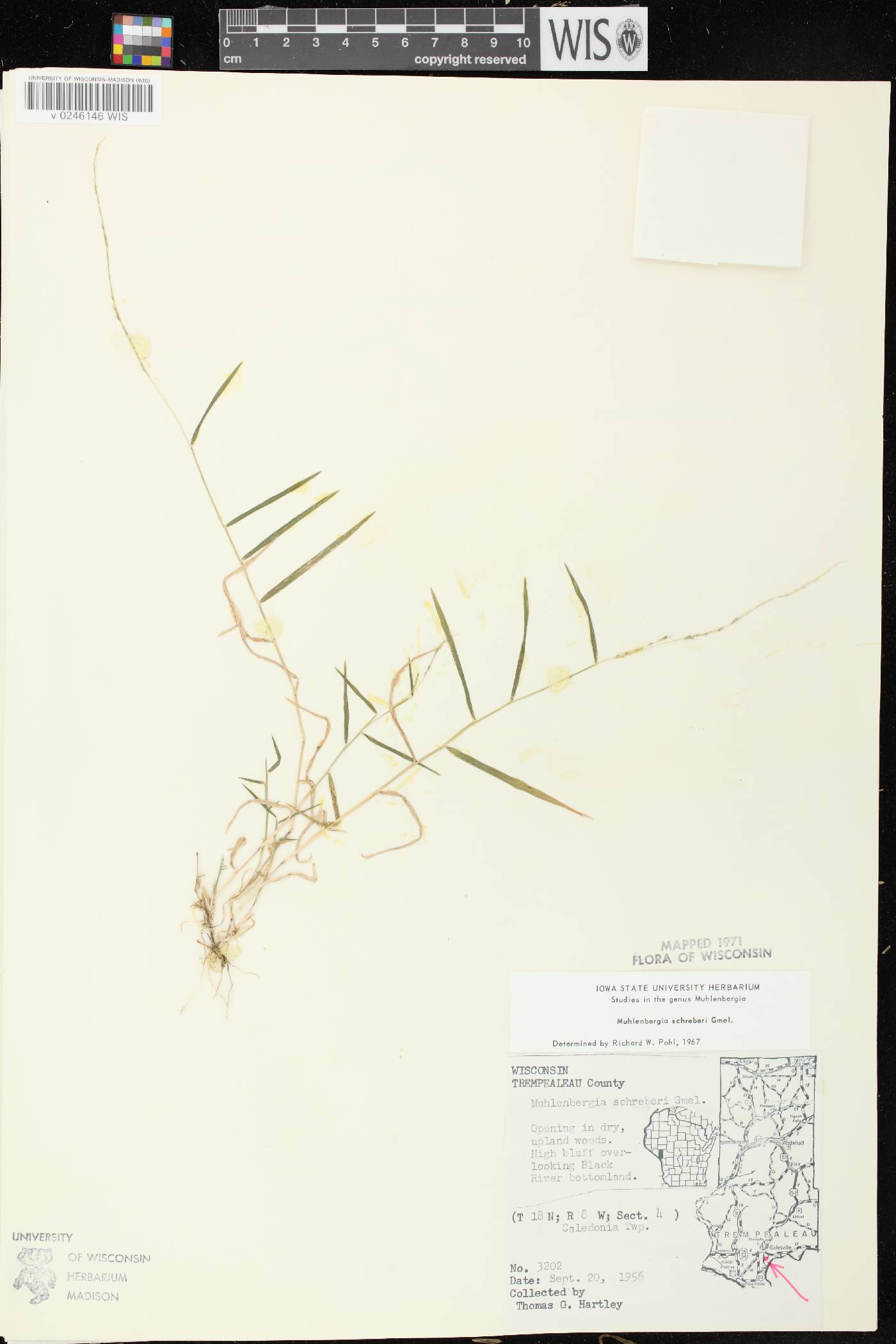 Muhlenbergia schreberi image