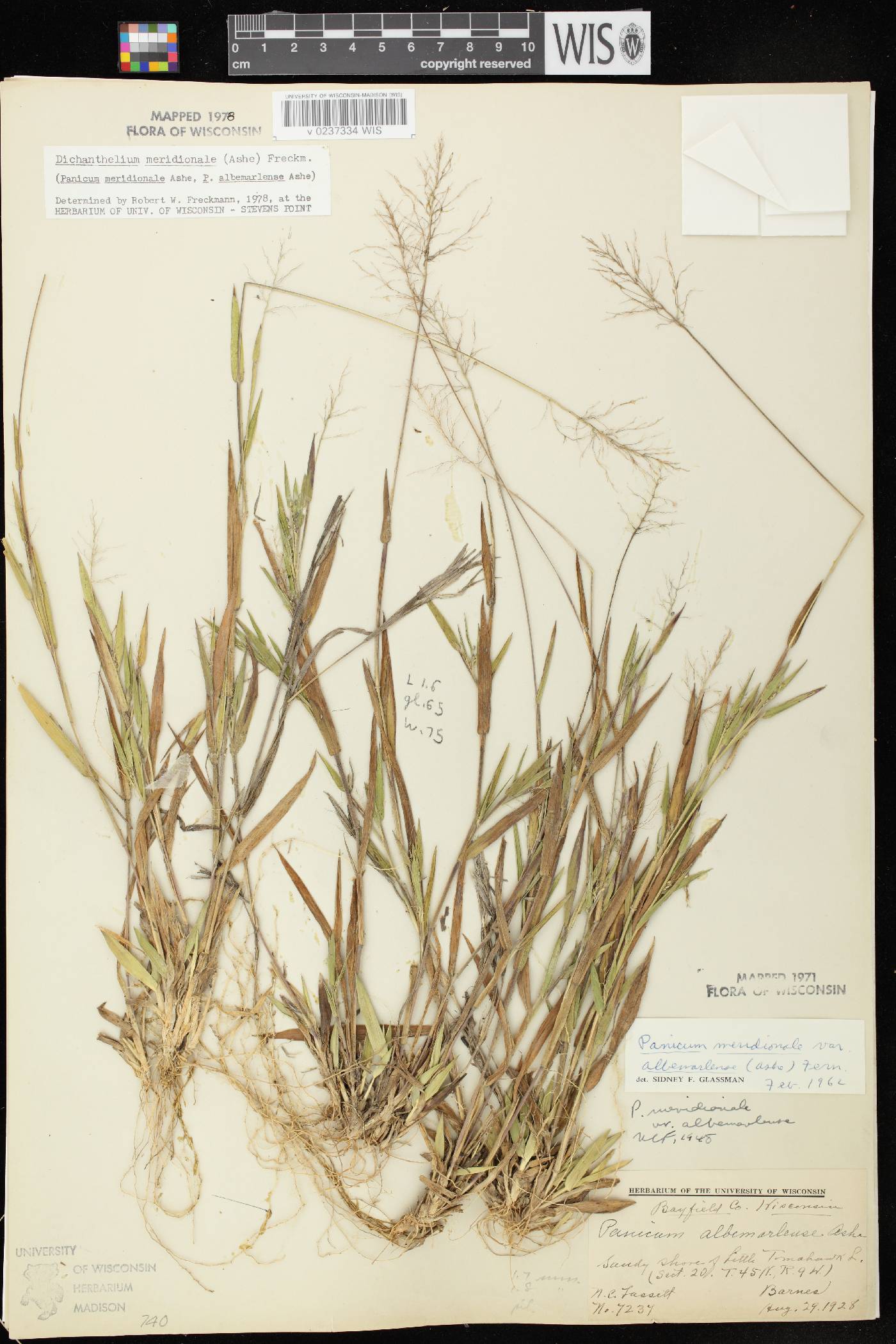 Dichanthelium meridionale image