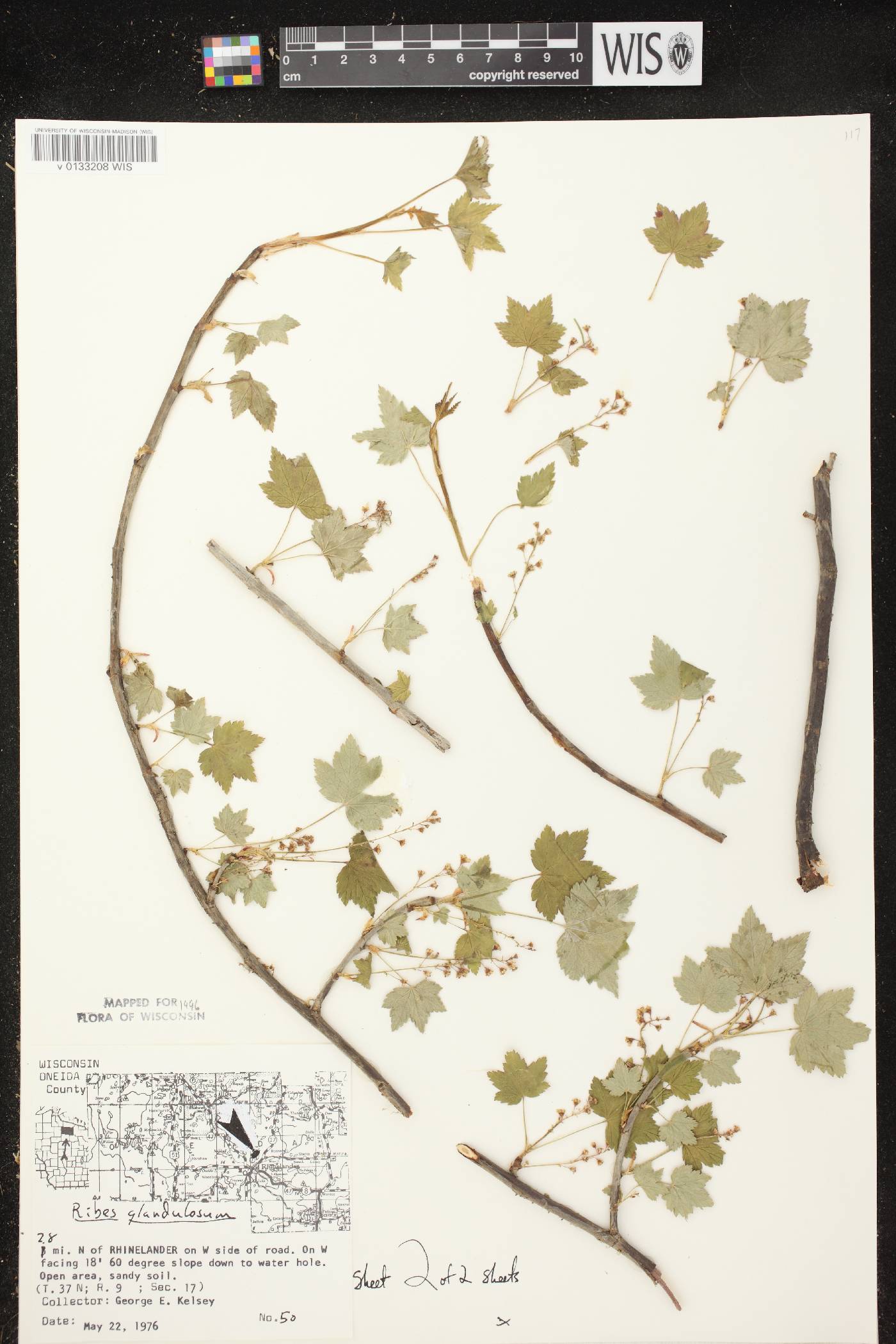 Ribes glandulosum image